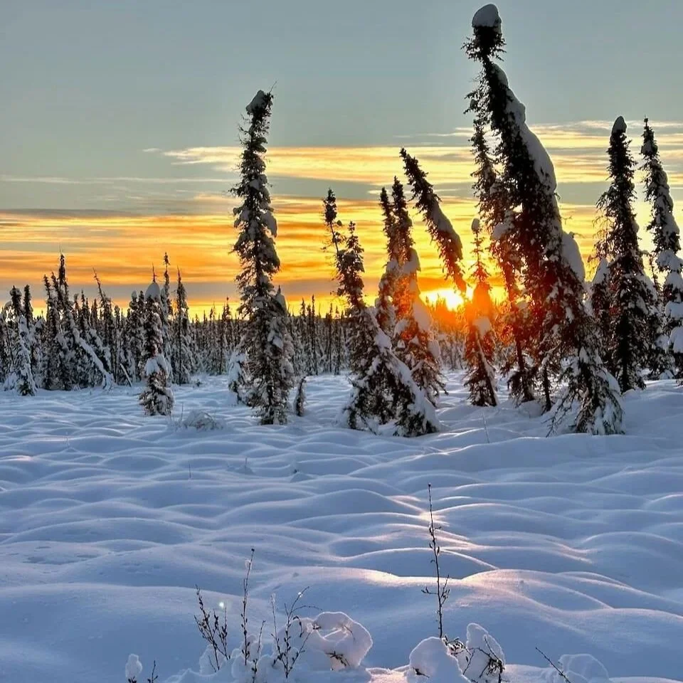  Sunrise in the arctic forest near Fairbanks illuminating snow-covered trees and deep snow. 