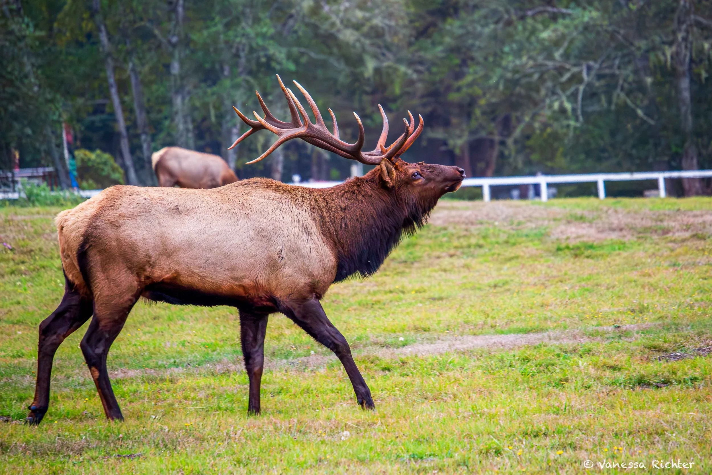 Bull Roosevelt elk in a vibrant green meadow.
