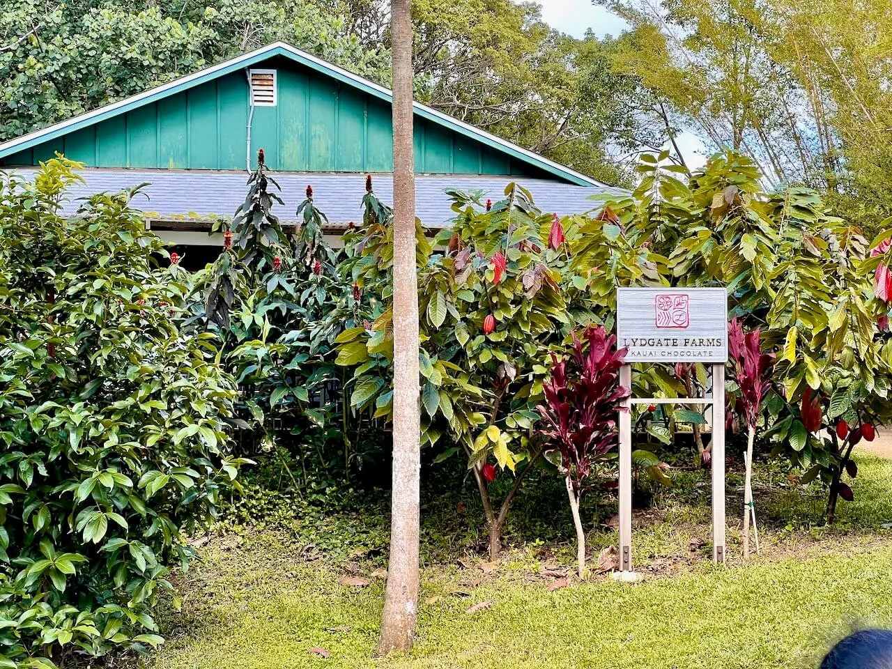 How A Farm Tour In Kauai Changed the Way I See Chocolate