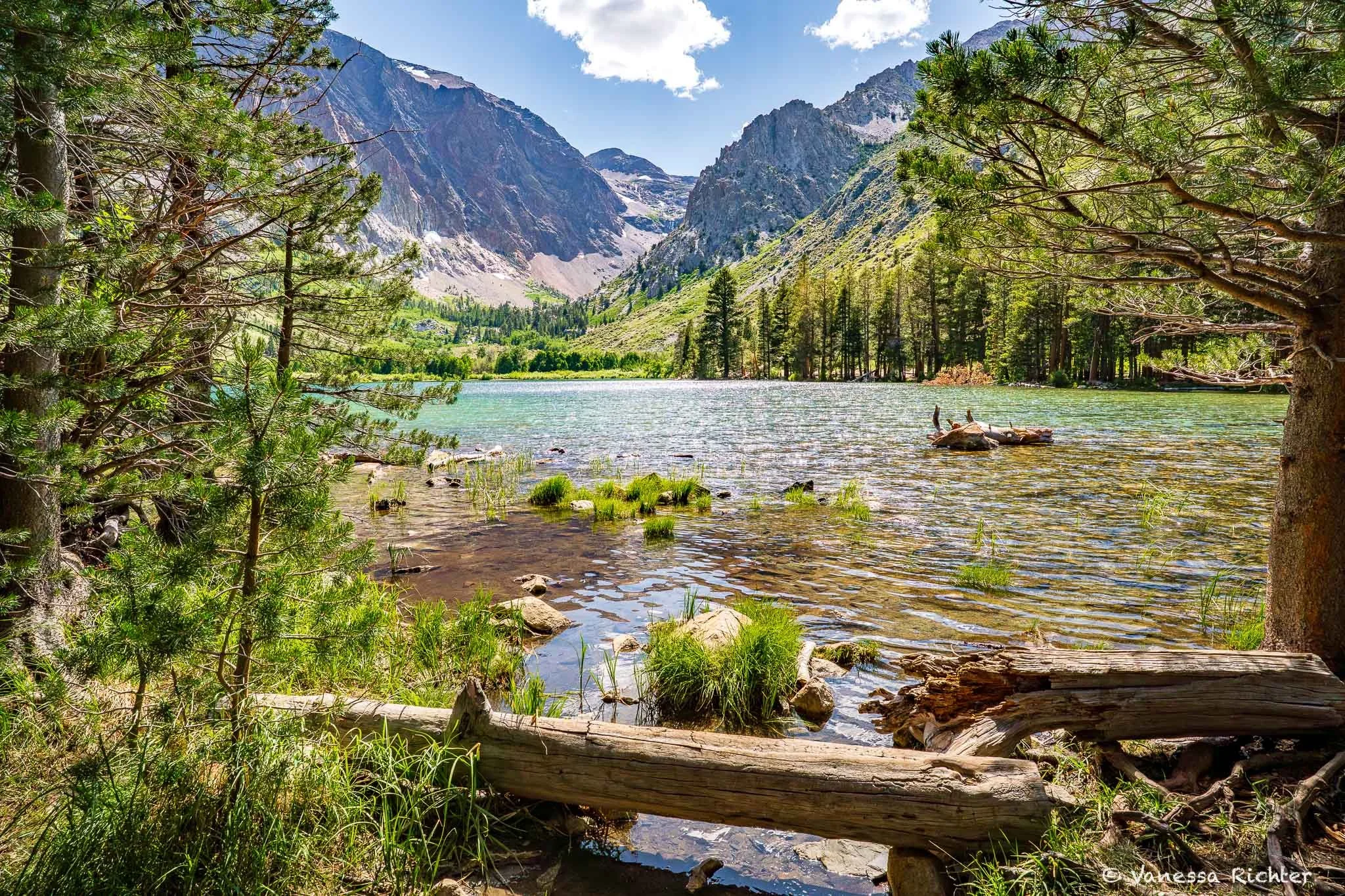 Parker Lake Trail In Early Summer: Wildflowers &amp; Plants Through a Curious Naturalist's Eyes