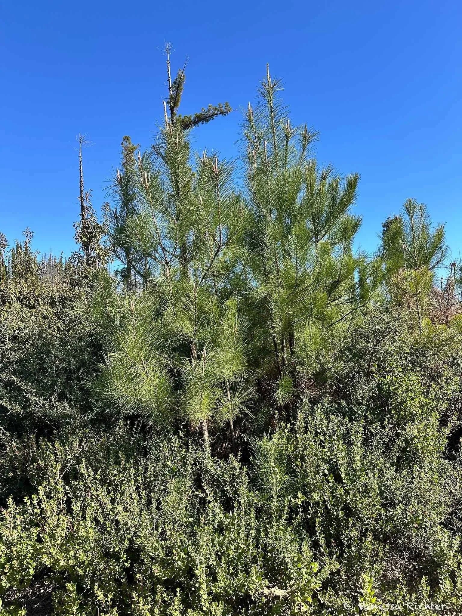 These pines were already taller than me, grown from seed to this height on a sunny ridge in just six years.