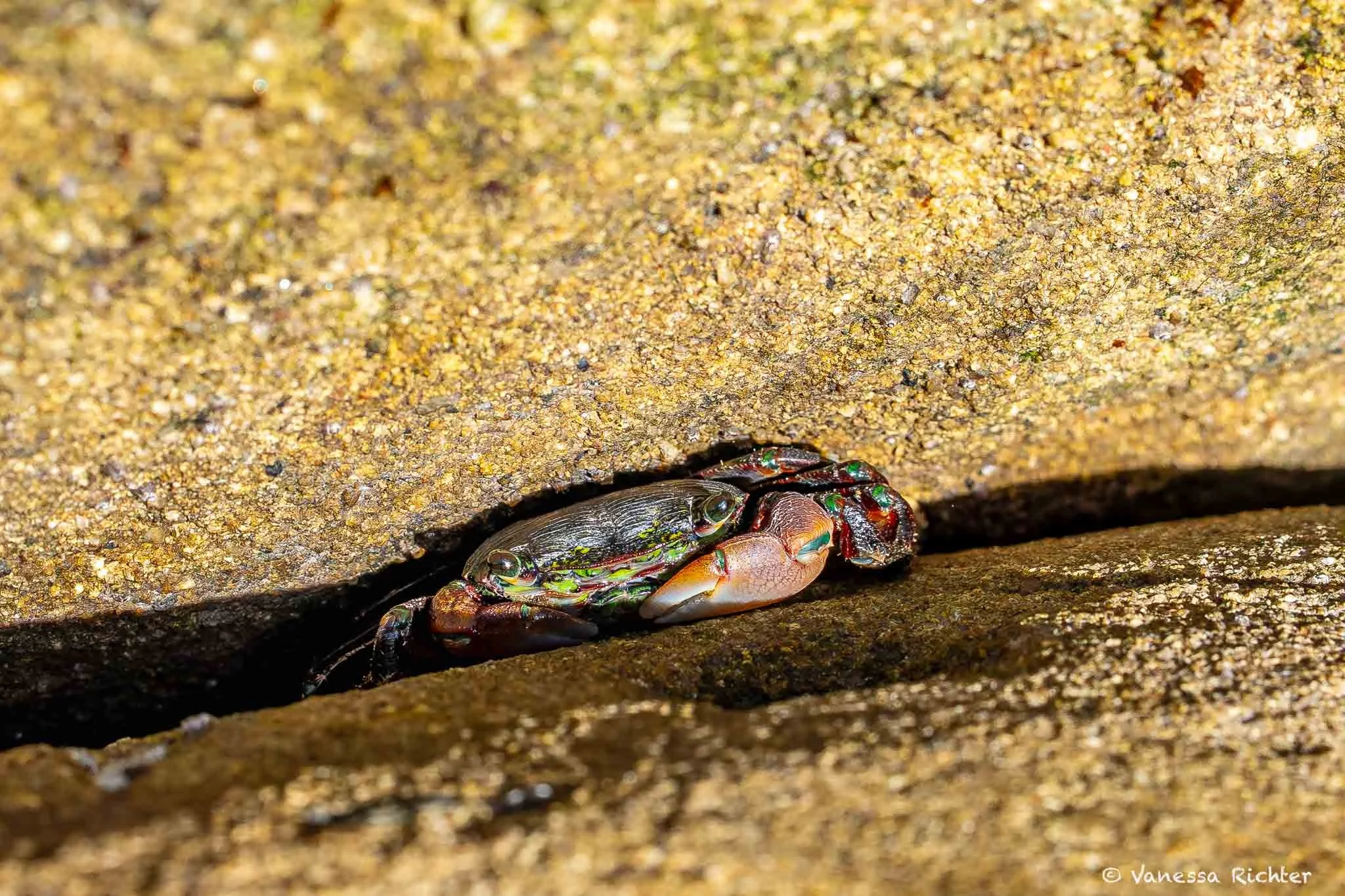 Small crab hiding in a rock crevice at Salt Point State Park.