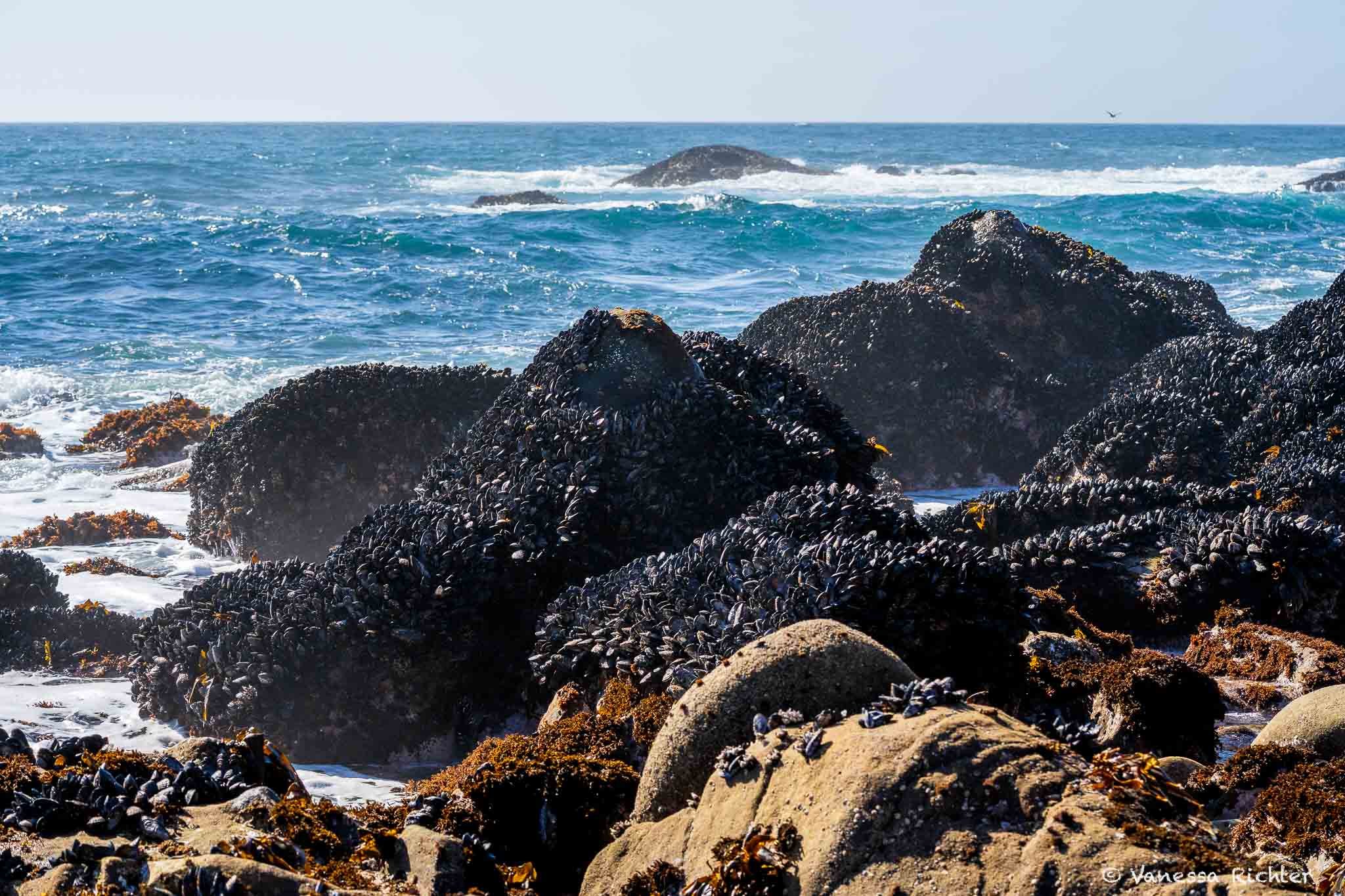 Shoreline and ocean at Salt Point State Park. Deep blue ocean and lots of mussels clustering on the rocks.