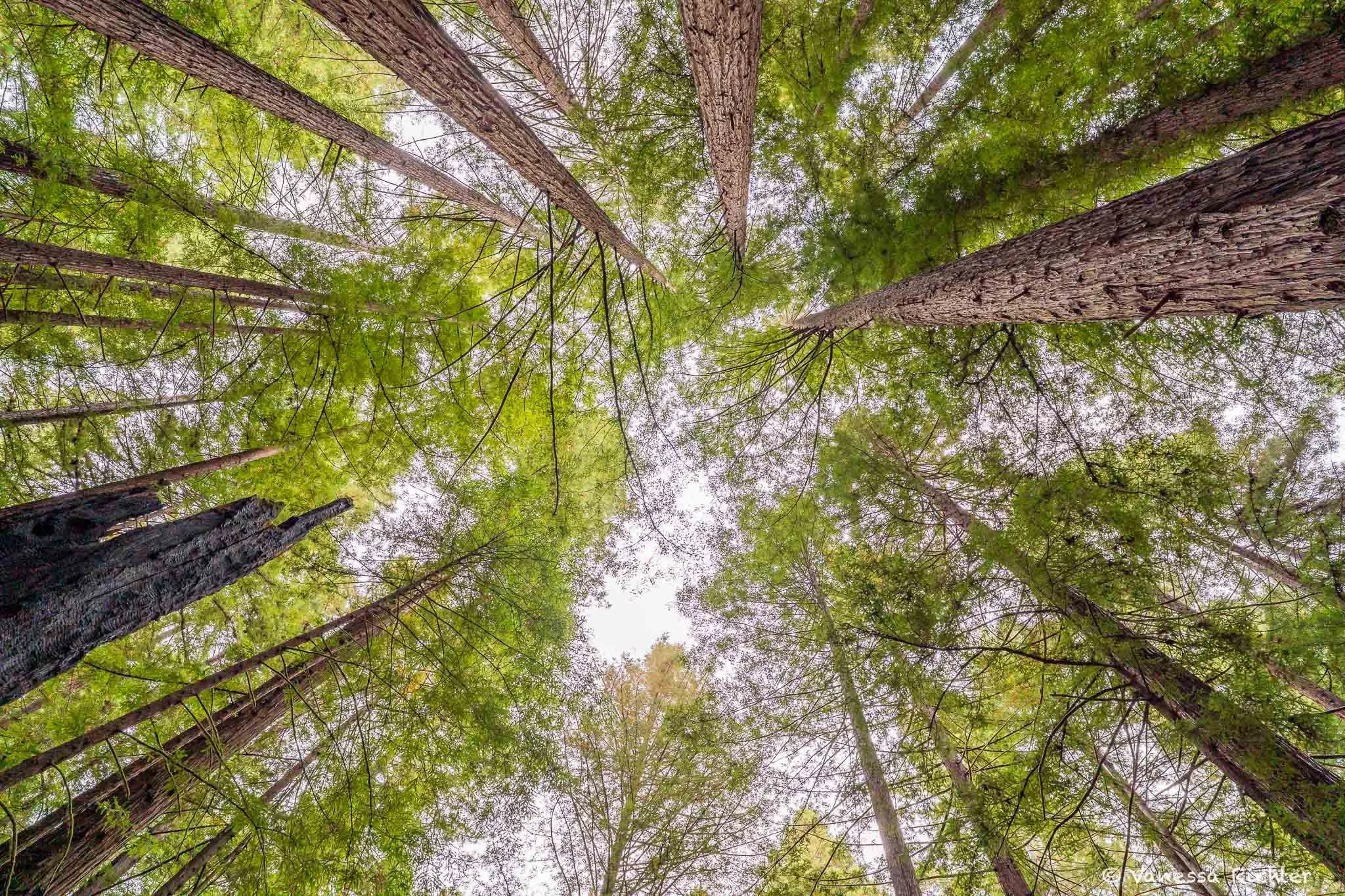 humboldt-redwoods.jpg