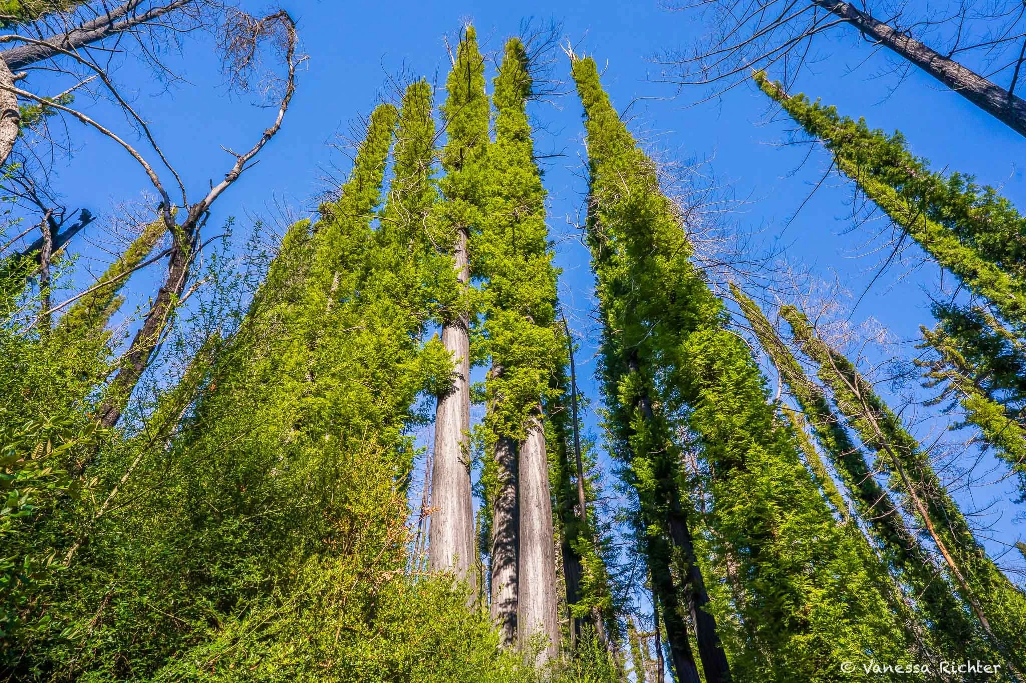 Mature redwoods covered in dense greenery and charred trunks.