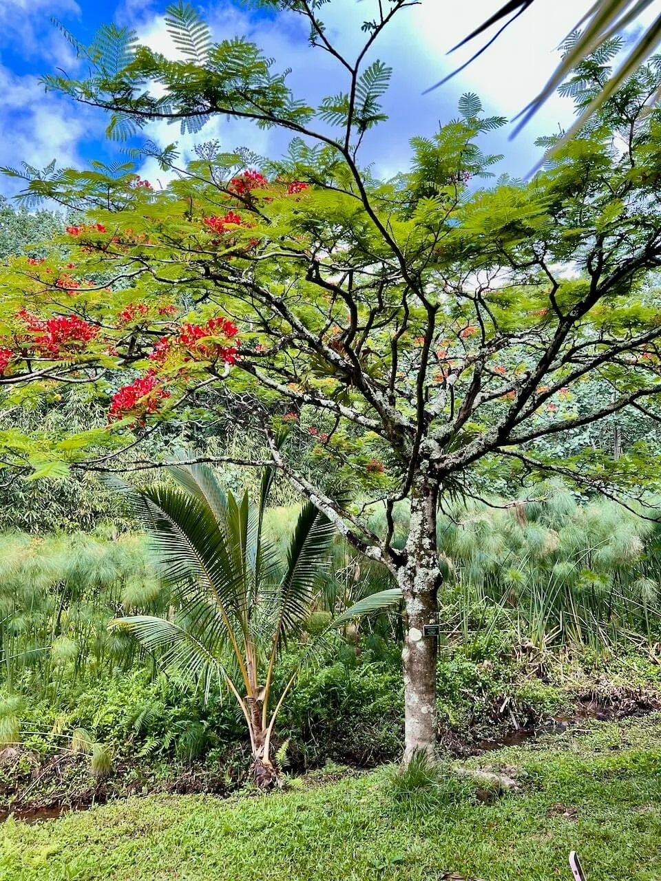 Lush tropical tree with red flowers surrounded by diverse vegetation at Lydgate Farms in Kauai
