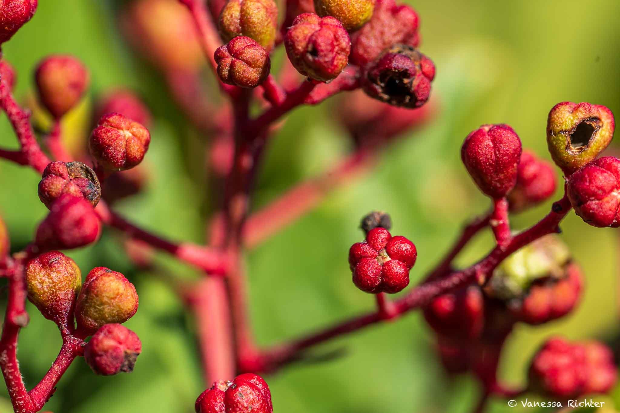 Close-up of a red bud.