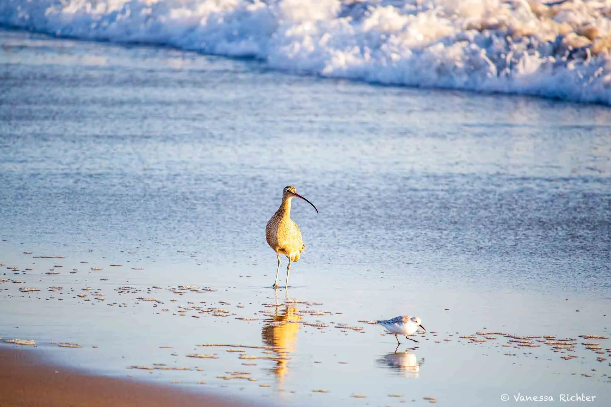 A Long-billed Curlew and Sanderling stand in the flat water.