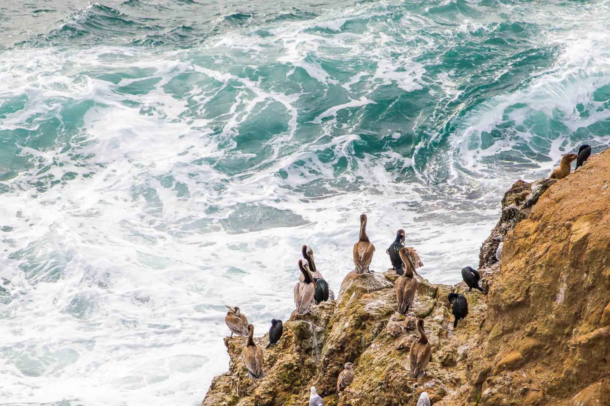 Brown Pelicans perch on a rocky cliff at the ocean.