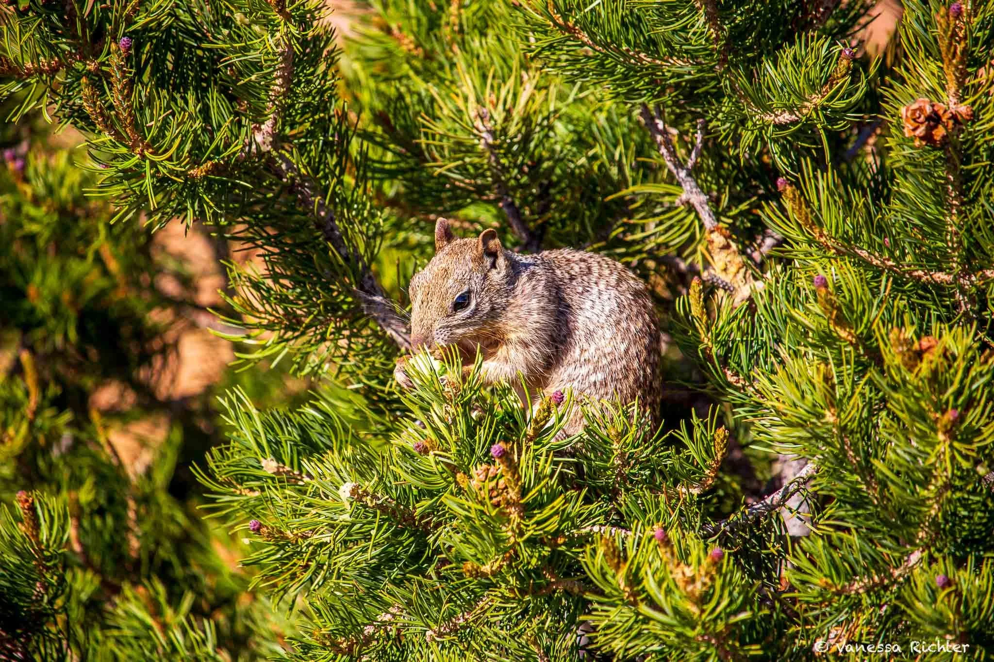 Squirrel eating a pine cone in a tree near Private Arch, Devils Garden Trail