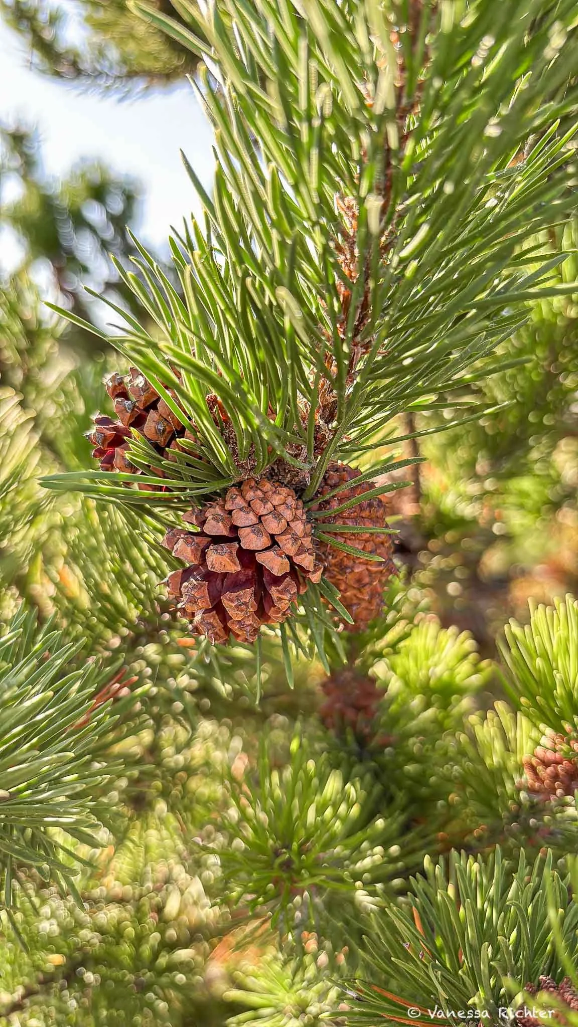 Close-up of a shore pine branch with green needles and small brown cones at Ma-le'l Dunes, Humboldt County.