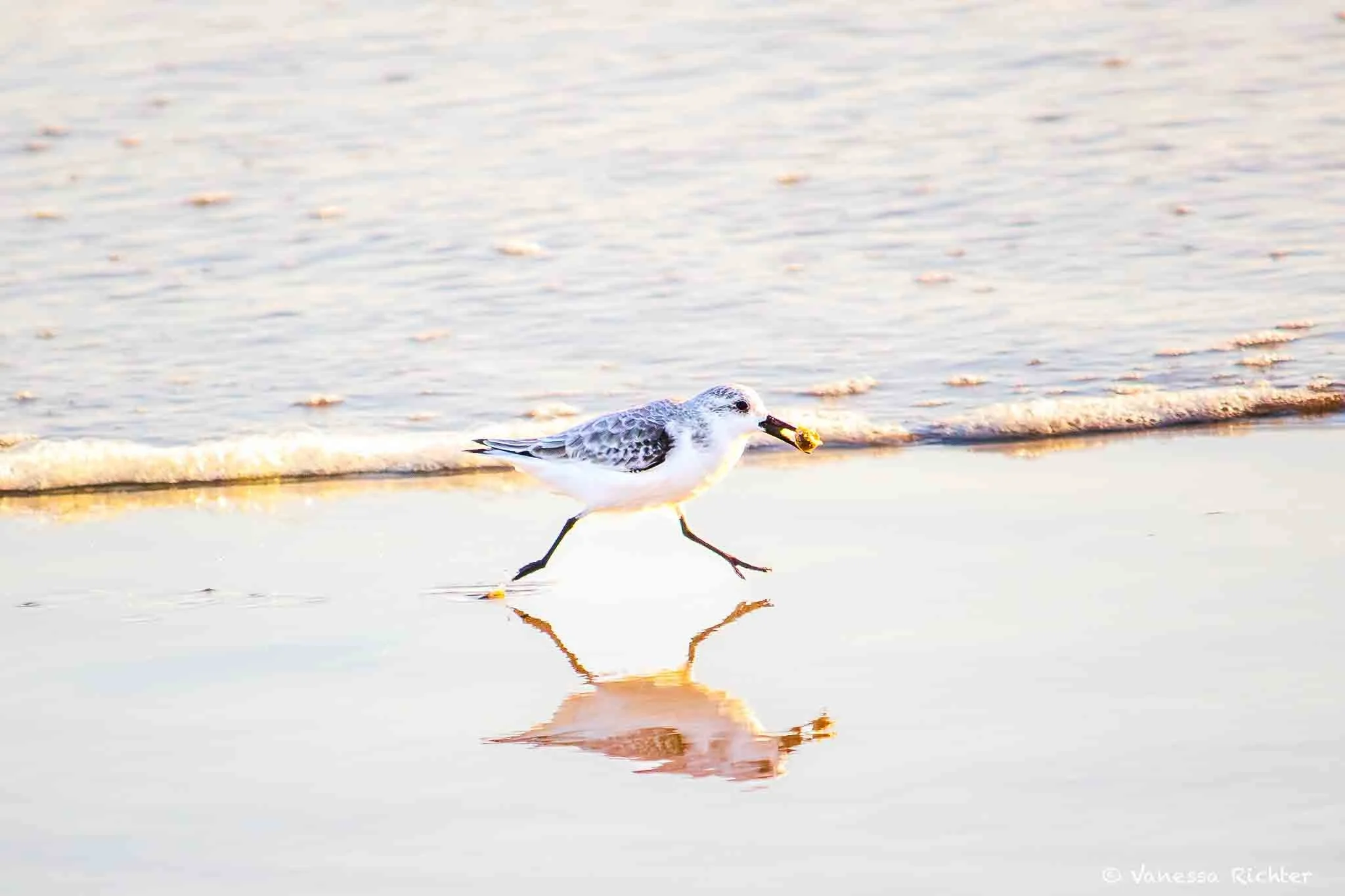 A Sanderling runs through the shallow water with a catch in its beak, its reflection visible on the surface.