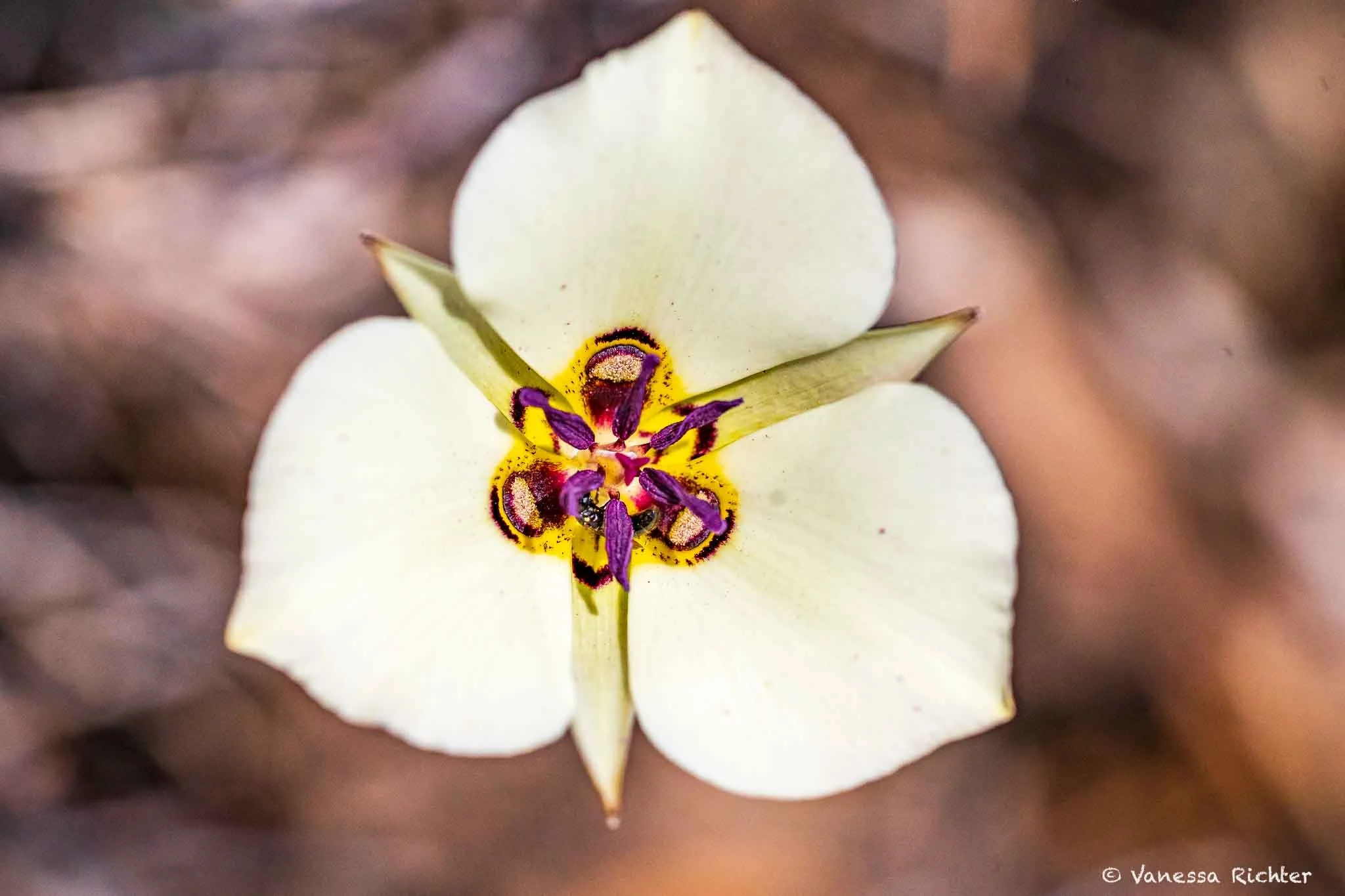 Macro shot of a Pinyon Mariposa Lily on the Parker Lake Trail with a fly visiting the flower, foraging for nectar among the purple anthers and pink stamen