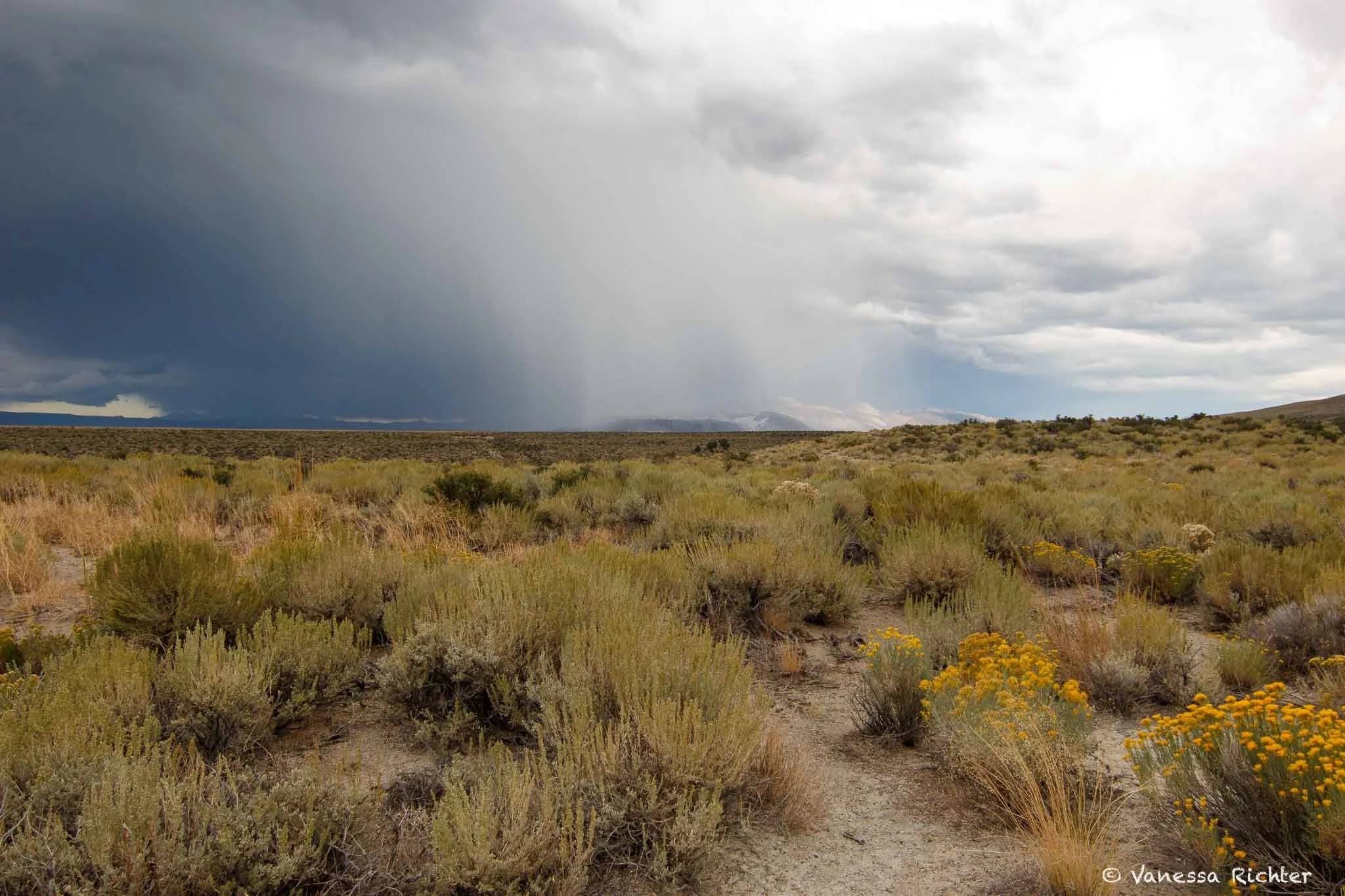 A sea of sagebrush and blooming rabbitbrush under storm clouds.
