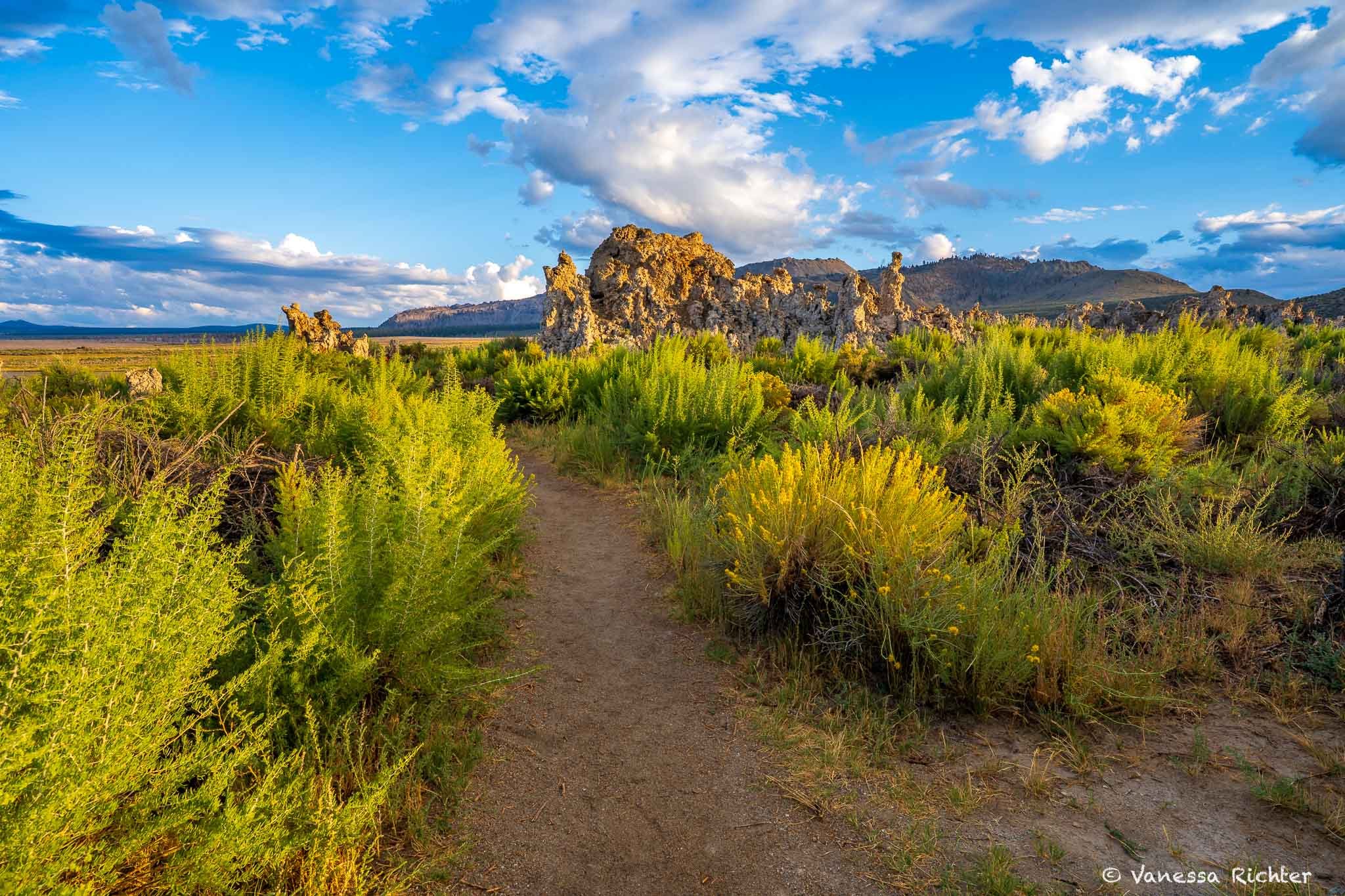 Hiking trail at South Tufa leading through vegetation under a partly-cloudy sky in warm afternoon light.