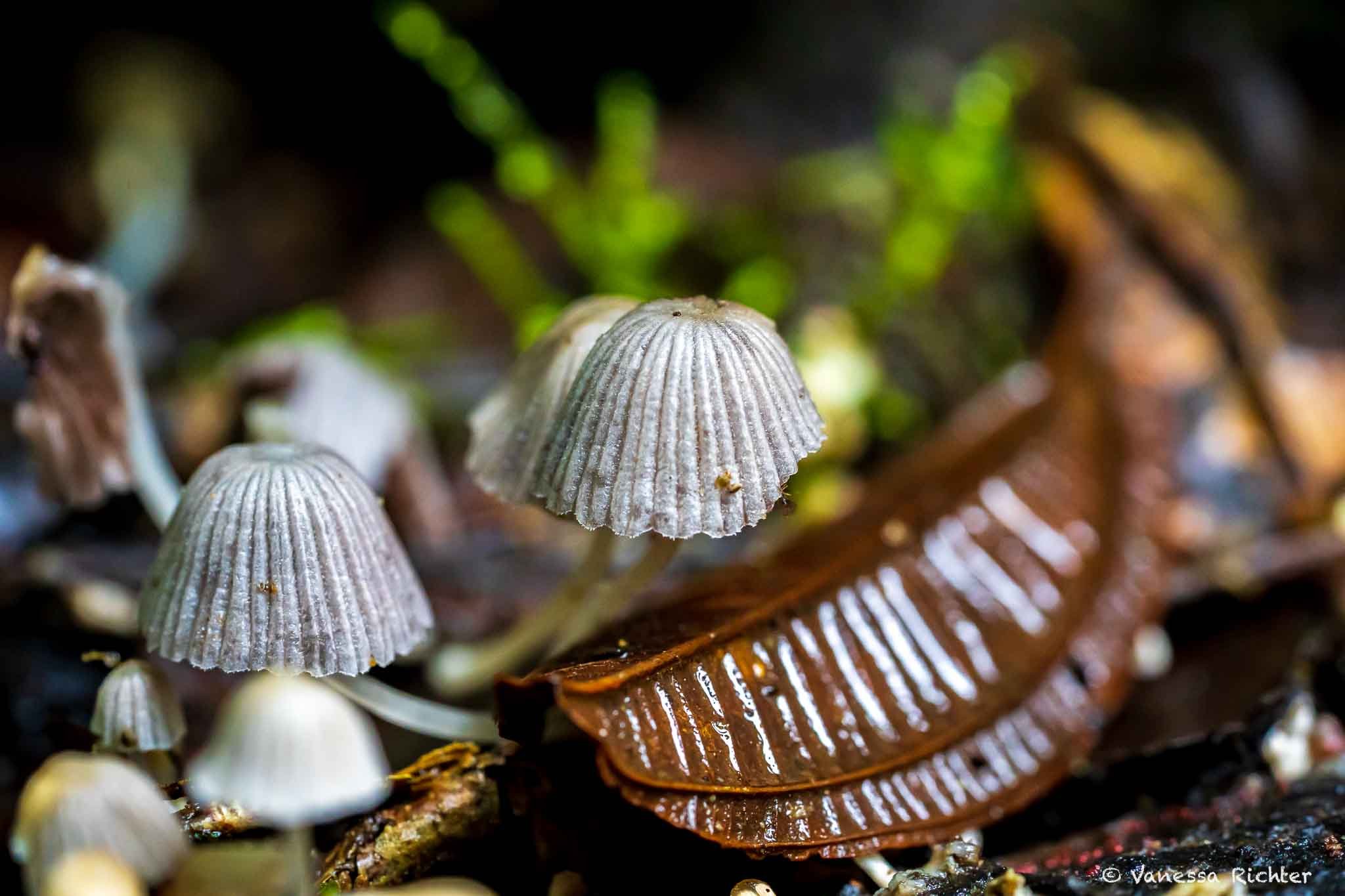10 Stunning Forest Photography Subjects (With Practical Tips!)
