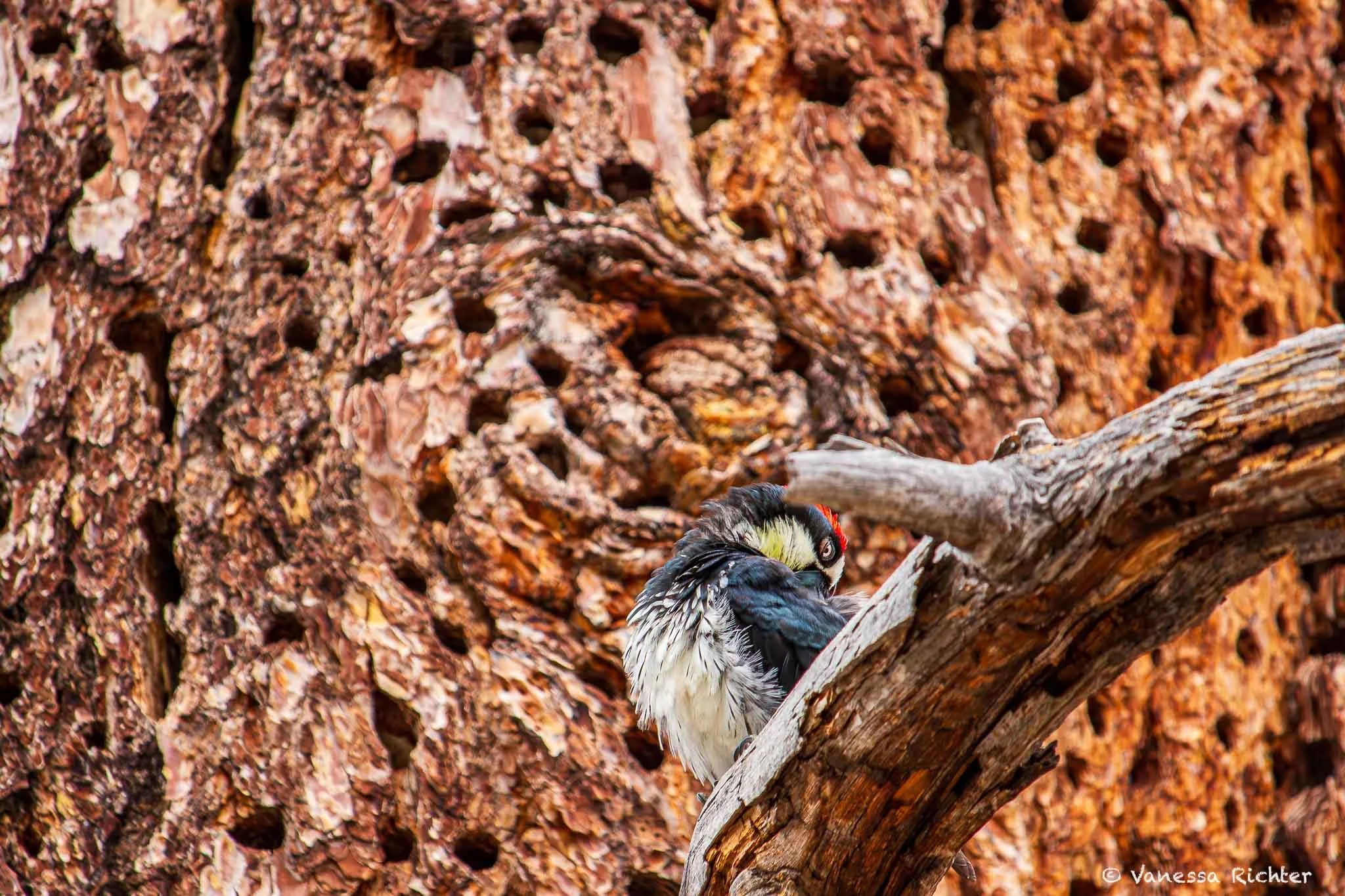 Acorn woodpecker sitting on a branch with its granary tree containing many holes in the background.
