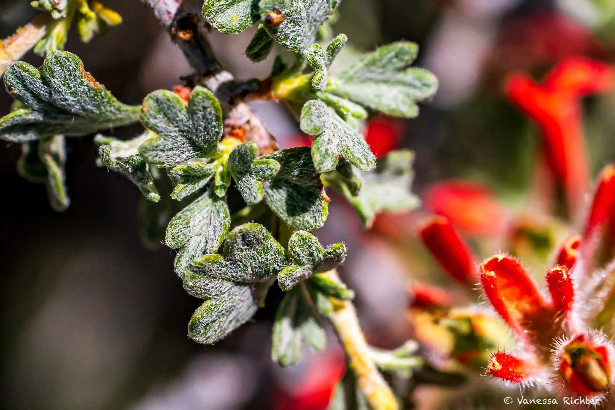 Close-up of small lobed green leaves covered in fine hair, Parker Lake Trail, Eastern Sierra Nevada