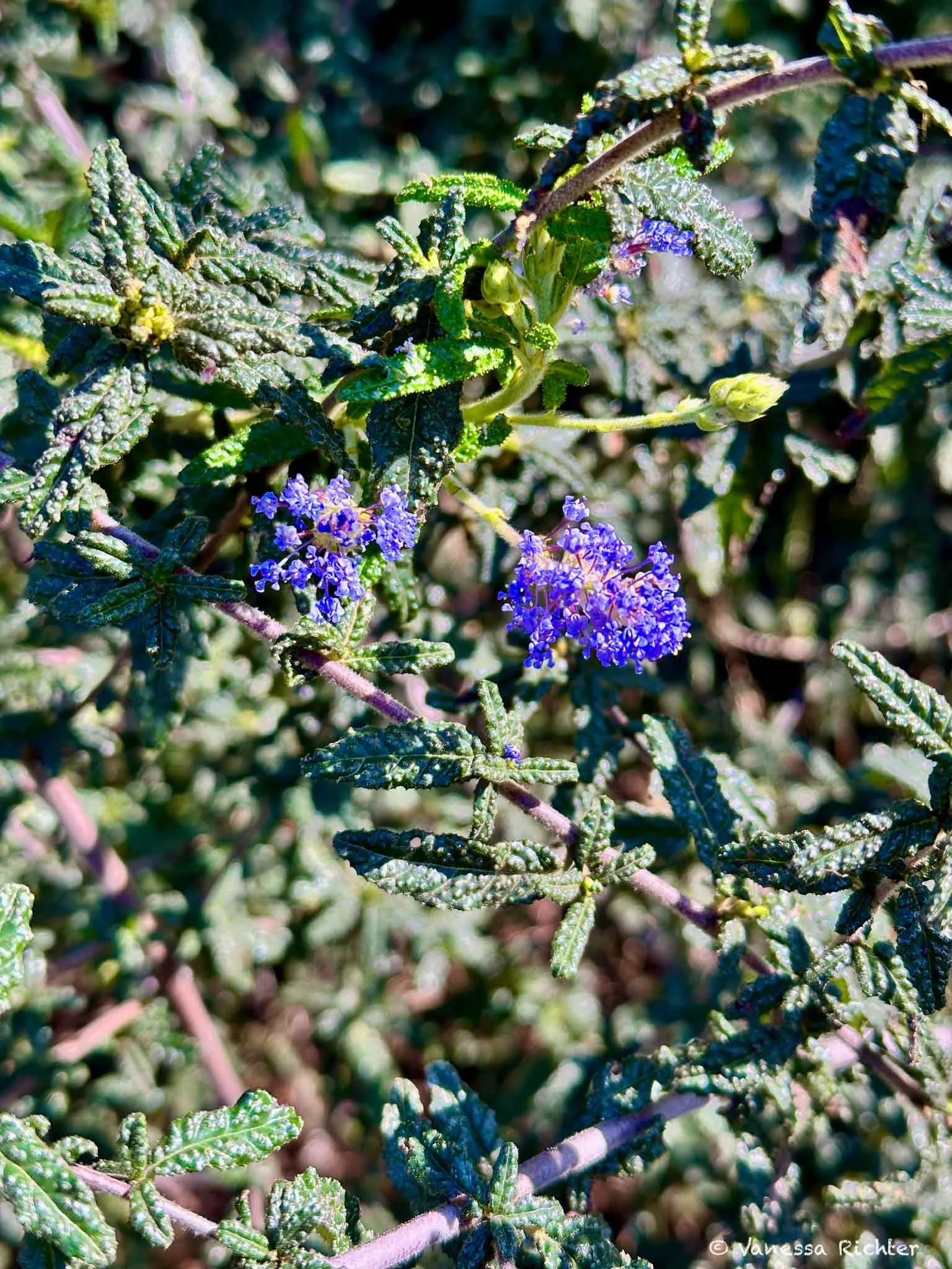 Close-up of a Ceanothus Thyrsiflorus (blueblossom) with reddish stalks and deep green leaves.