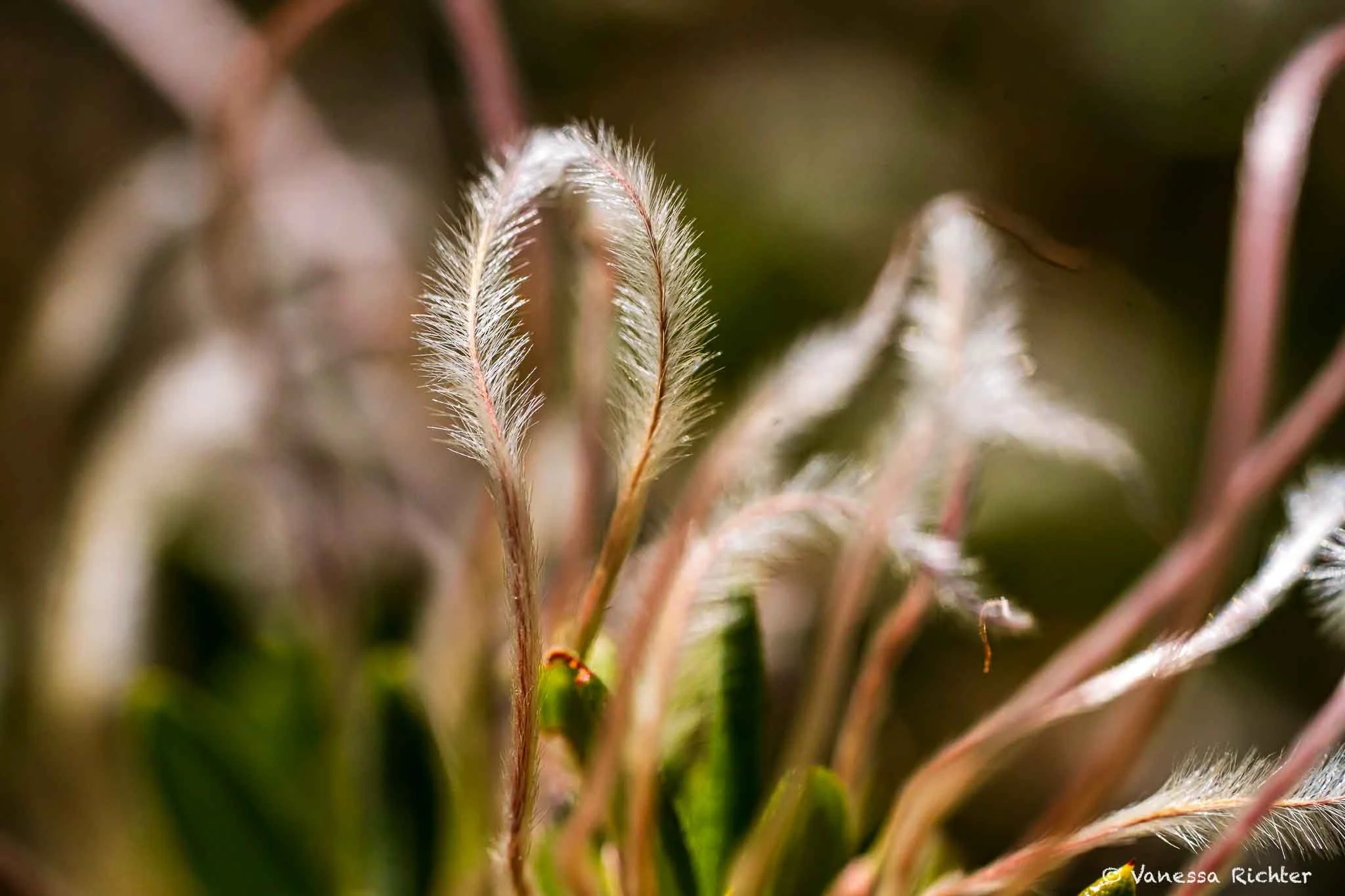 Close-up of a soft, densely hairy part of an unidentified plant, Parker Lake Trail, Eastern Sierra Nevada