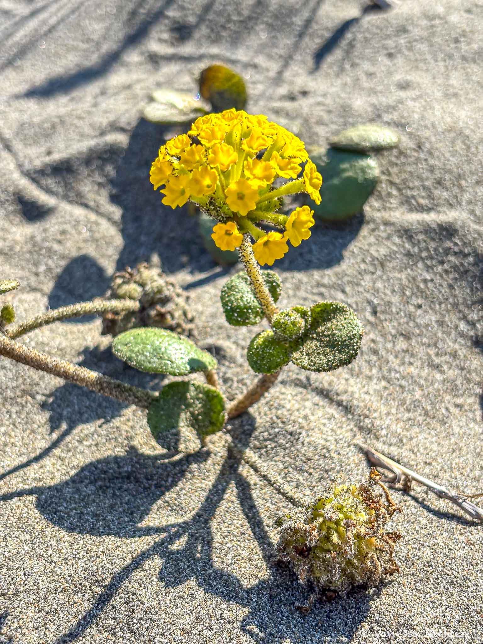 Yellow sand verbena (Abronia latifolia) blooms in the sand at the Ma-le'l Dunes, Humboldt County..