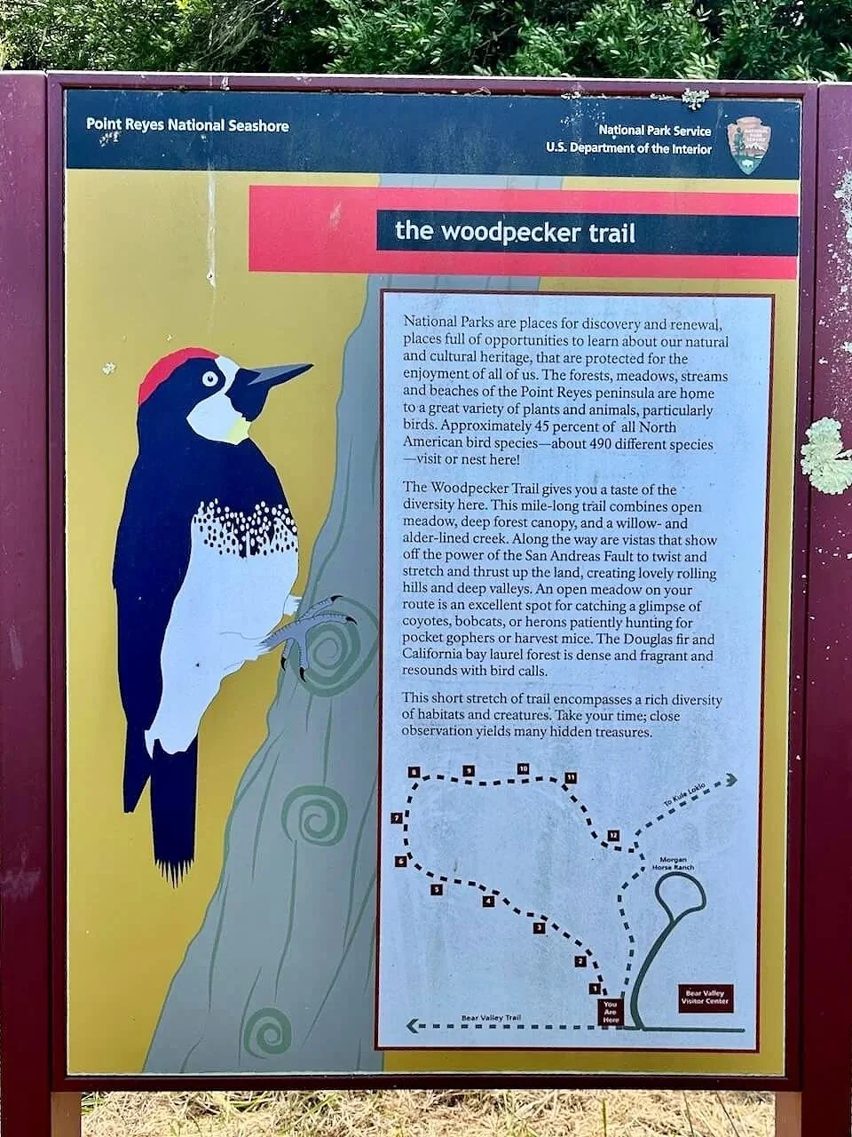 Informational sign for the Woodpecker Trail at Point Reyes.