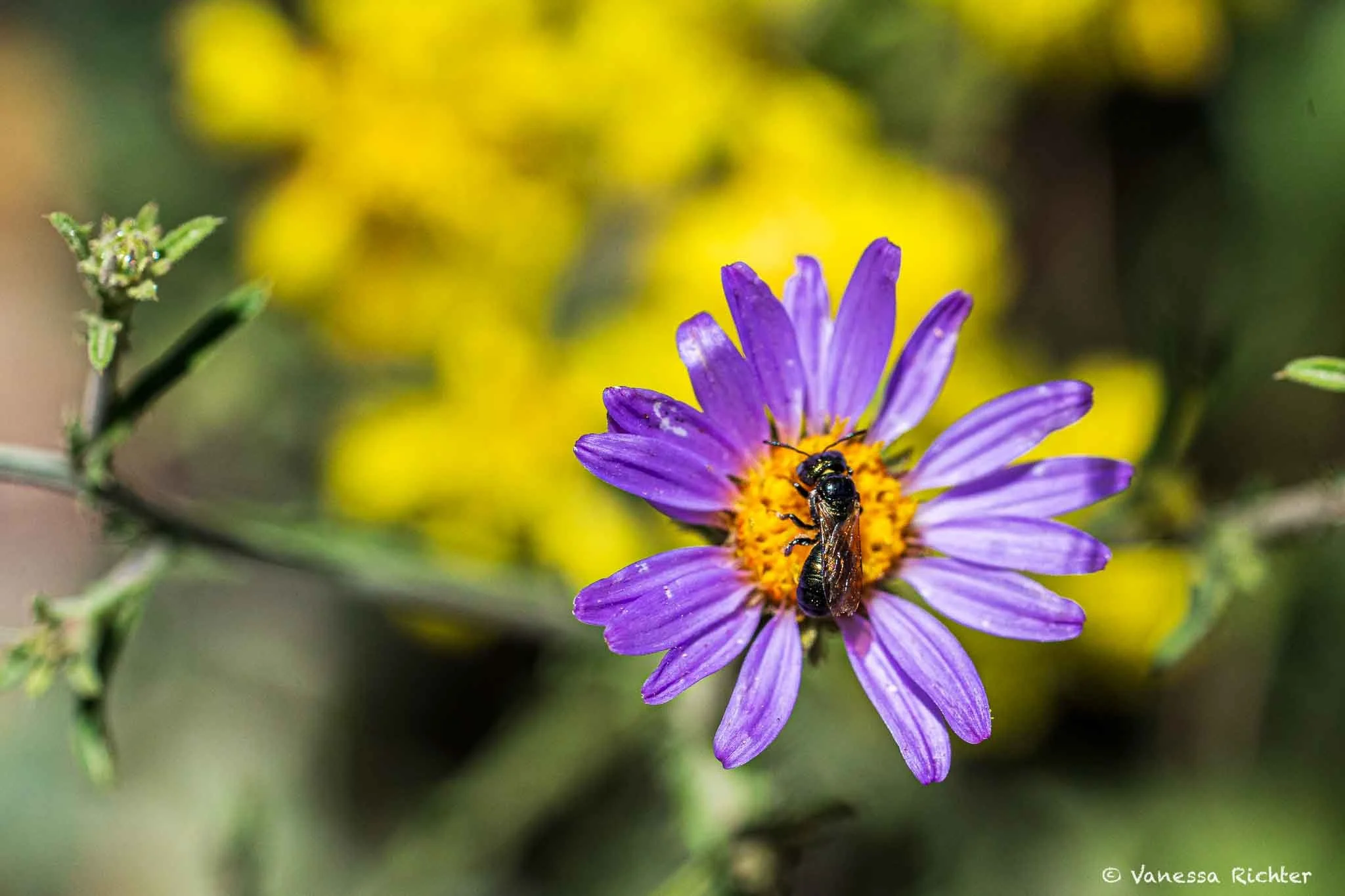 Close-up of a hoary tansyaster (Dieteria canescens) with lavender-purple daisy-like petals and yellow center, with a fly foraging for nectar, Parker Lake Trail