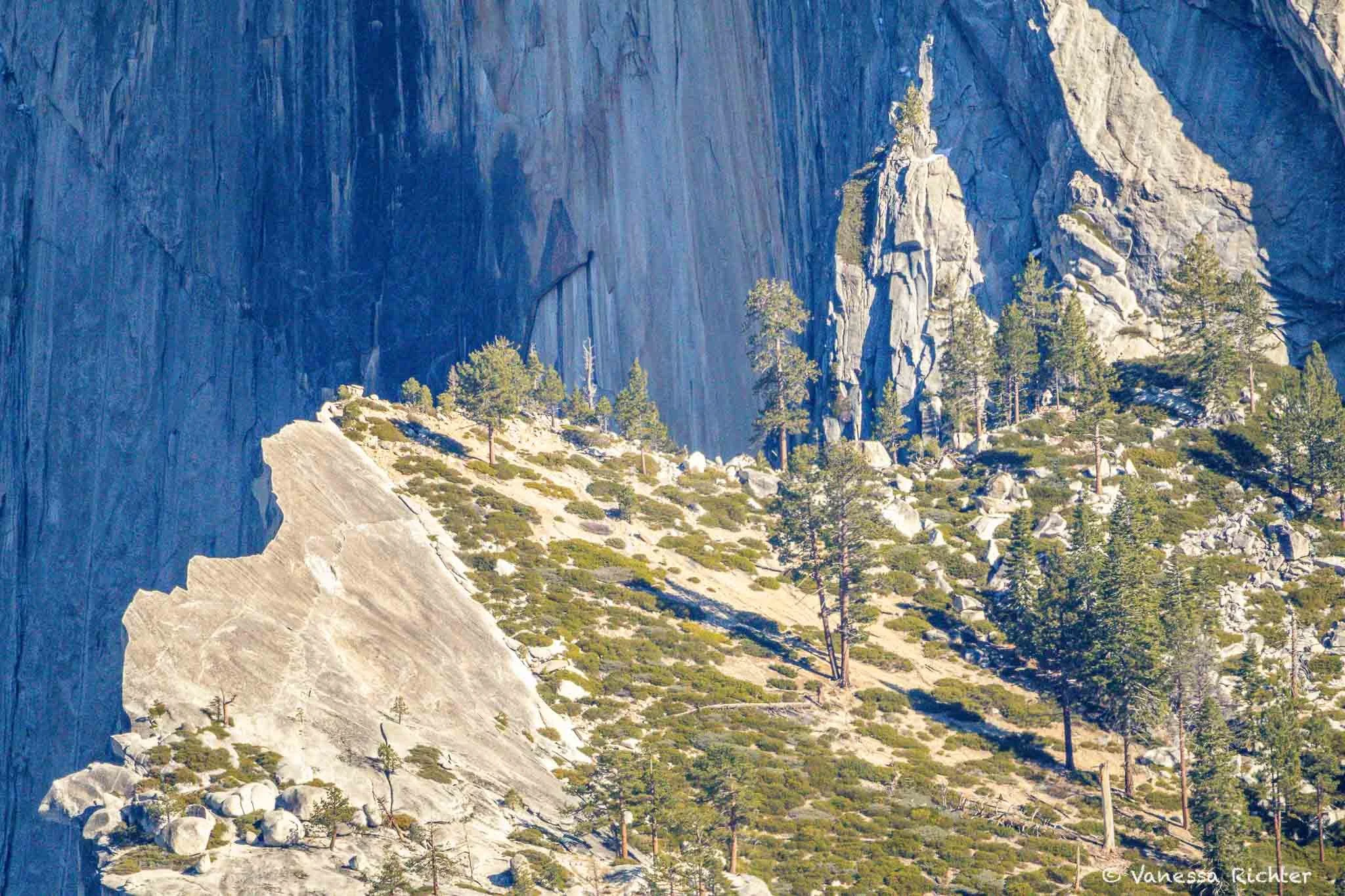 Trees and shrubs growing on granite in Yosemite National Park. The granite walls of Half Dome are visible in the background.