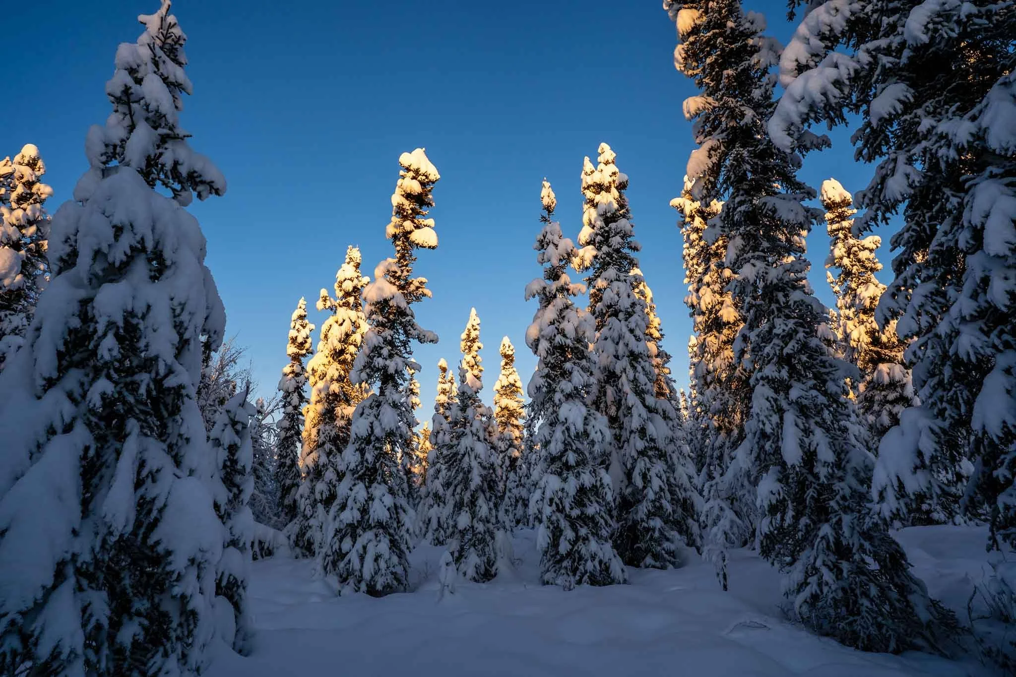  Snow-covered conifers under a blue sky near Fairbanks 