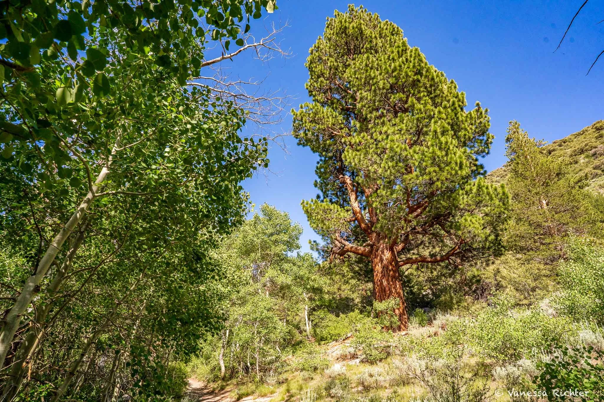 A trail winds between a large Jeffrey pine on one side and a grove of quaking aspens on the other, Parker Lake Trail, Eastern Sierra Nevada in early summer