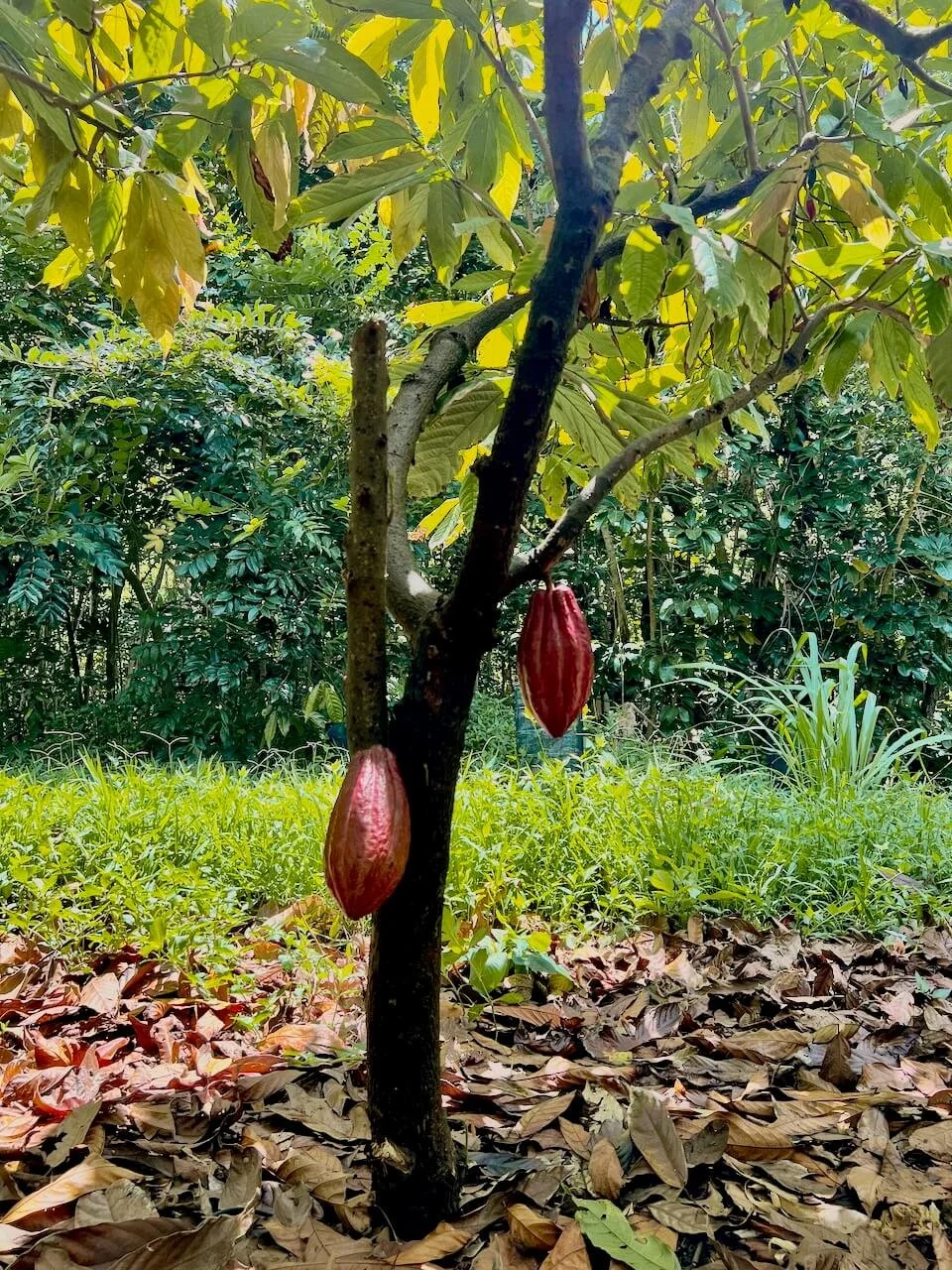 Red cacao pods hanging from a cacao tree at Lydgate Farms in Kauai, Hawaii