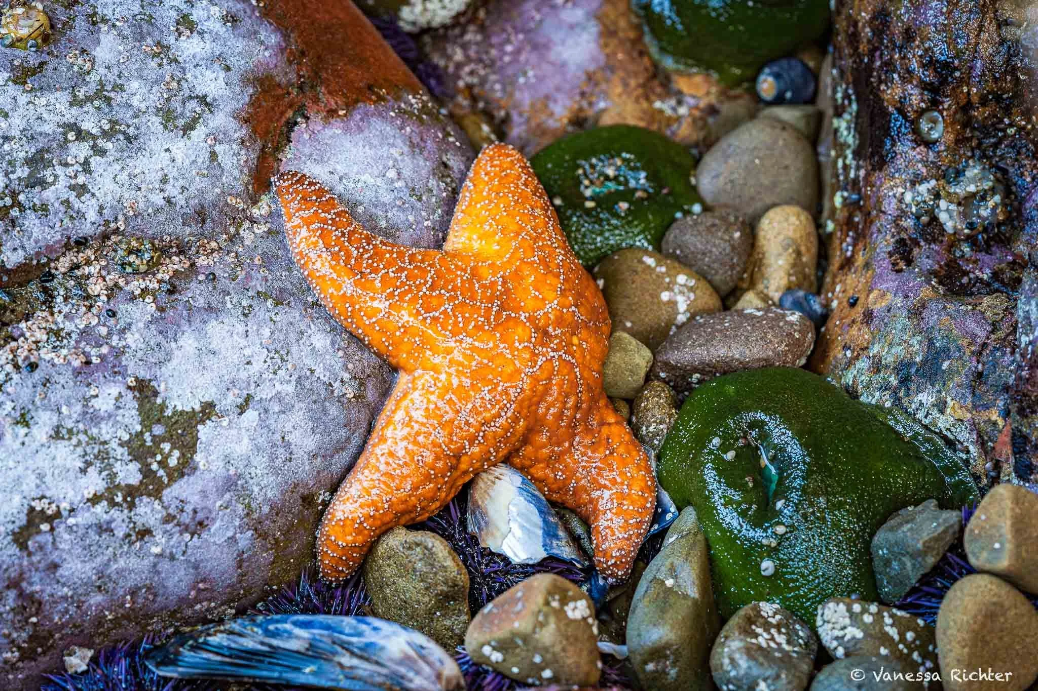 Bright orange ochre sea star in the center of the photo with sea anemones, mussels and sea urchins visible as well between the rocks.