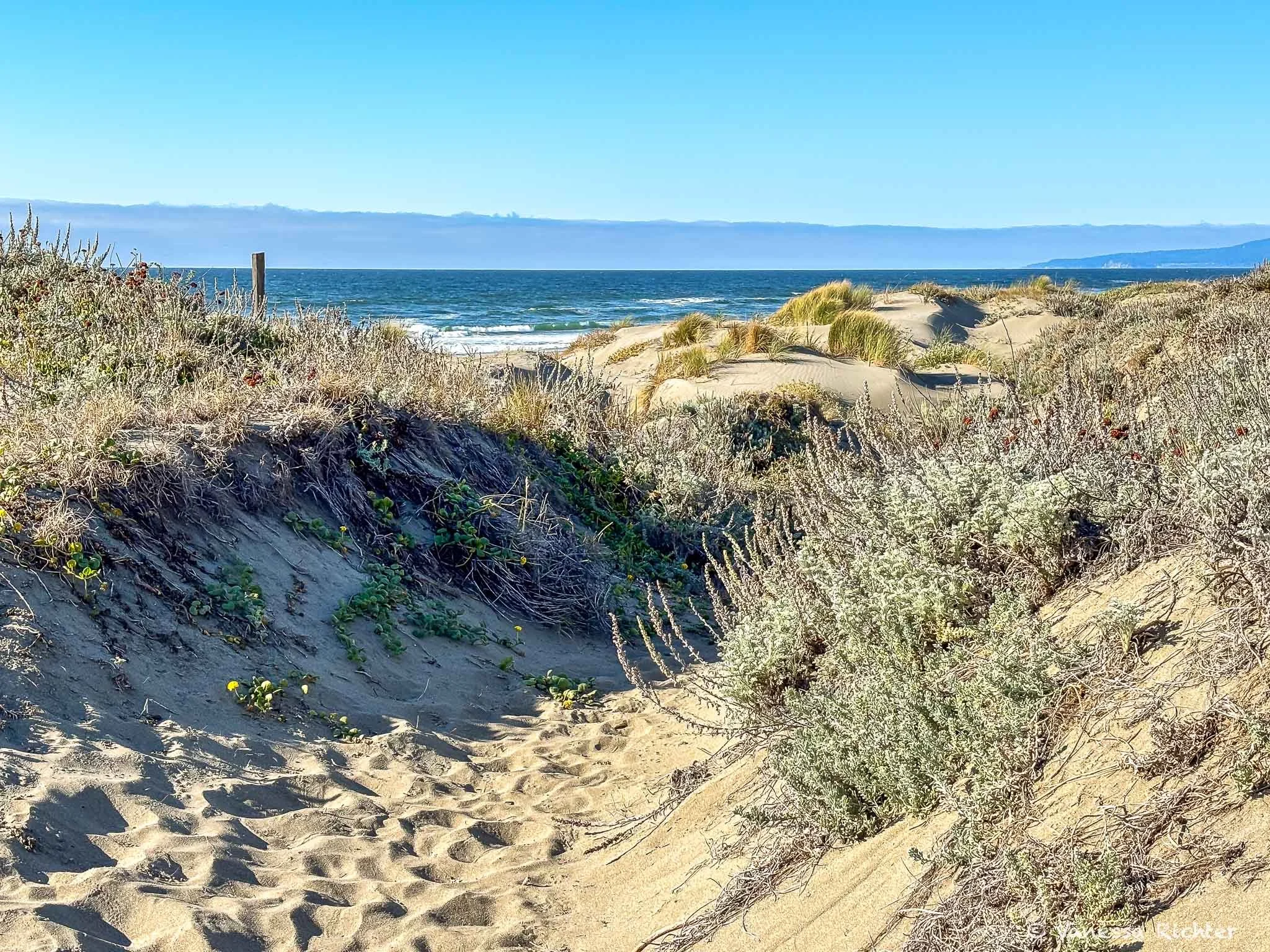 A sandy trail winds through vegetated dunes toward the ocean at Ma-le'l Dunes, Humboldt County, under a blue sky with the fog layer visible along the horizon.