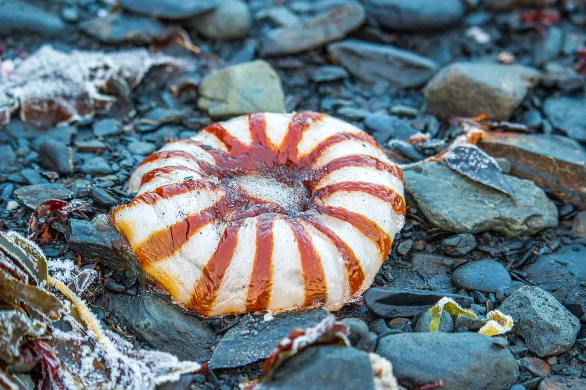 A northern sea nettle jellyfish washed up frozen on a rocky shoreline of Alaska's Kenai Peninsula.