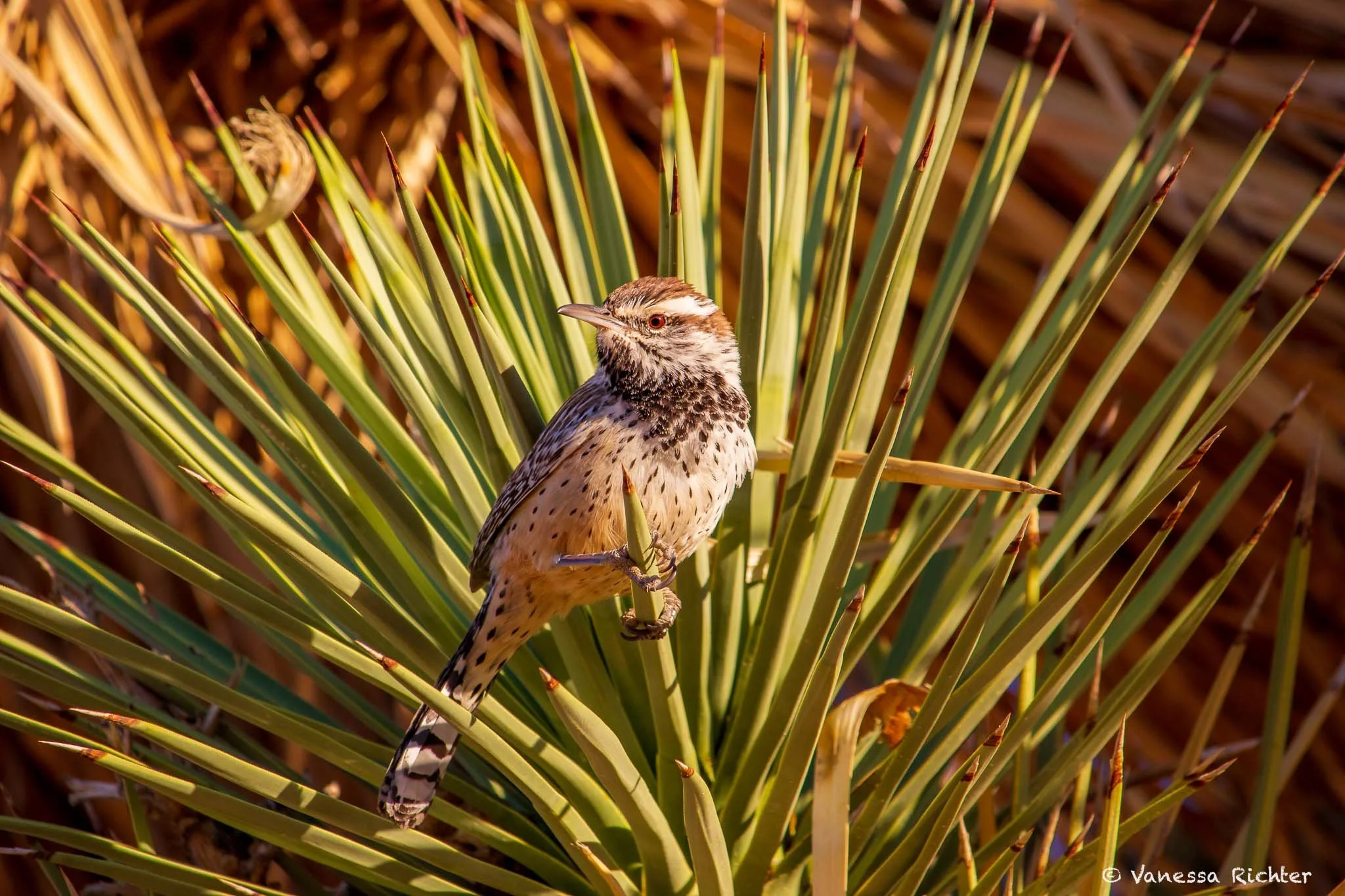 joshua-tree-11.jpg