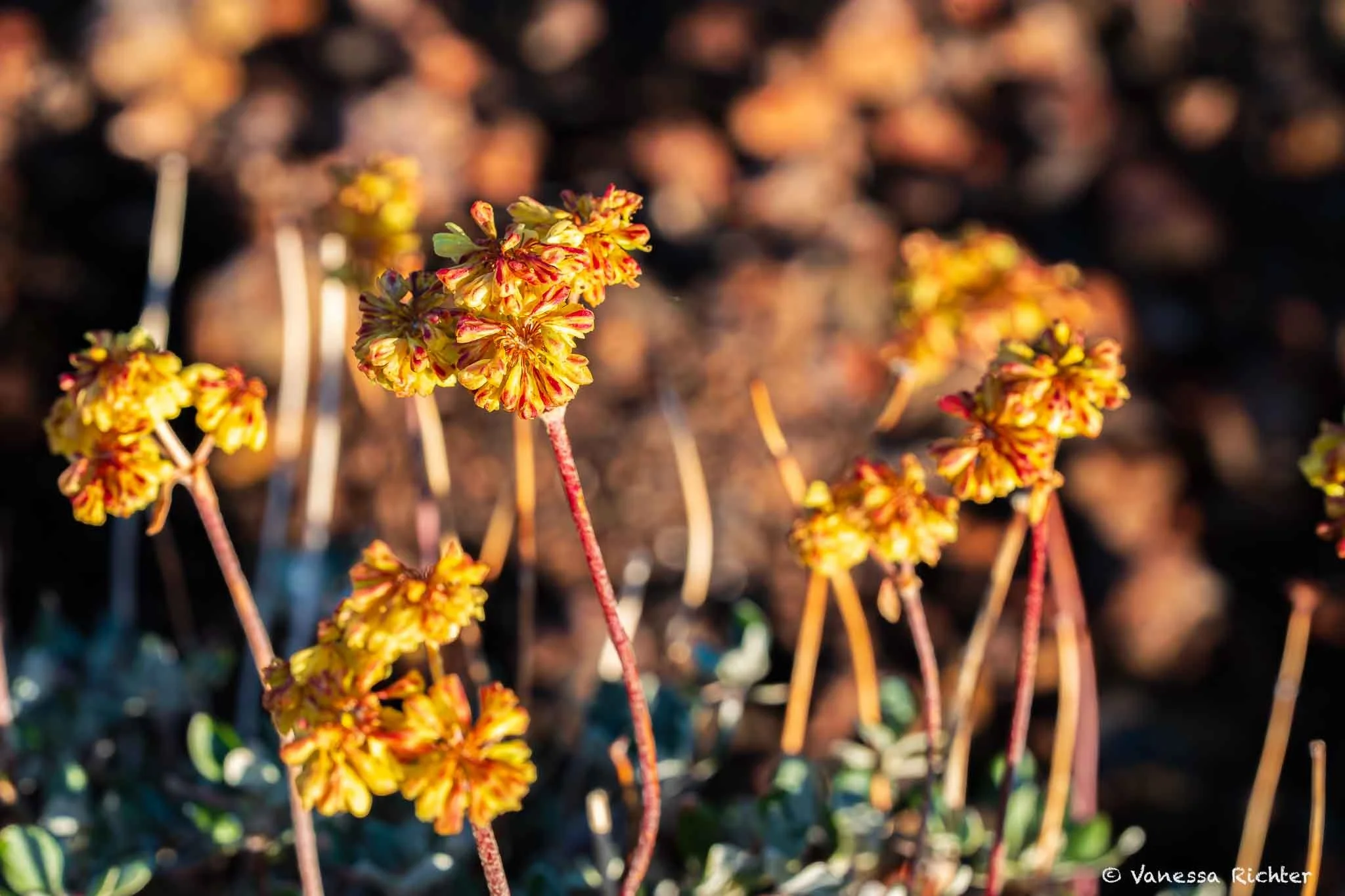 Several sulfur buckwheat plants in bloom on Cinder Cone in Lassen, with red-speckled yellow flower clusters on slender stalks rising above blurred leaves below.