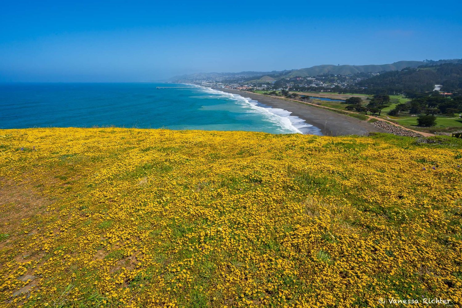 Hiking Mori Point In Spring: Where Wildflowers and Conservation Bloom ...