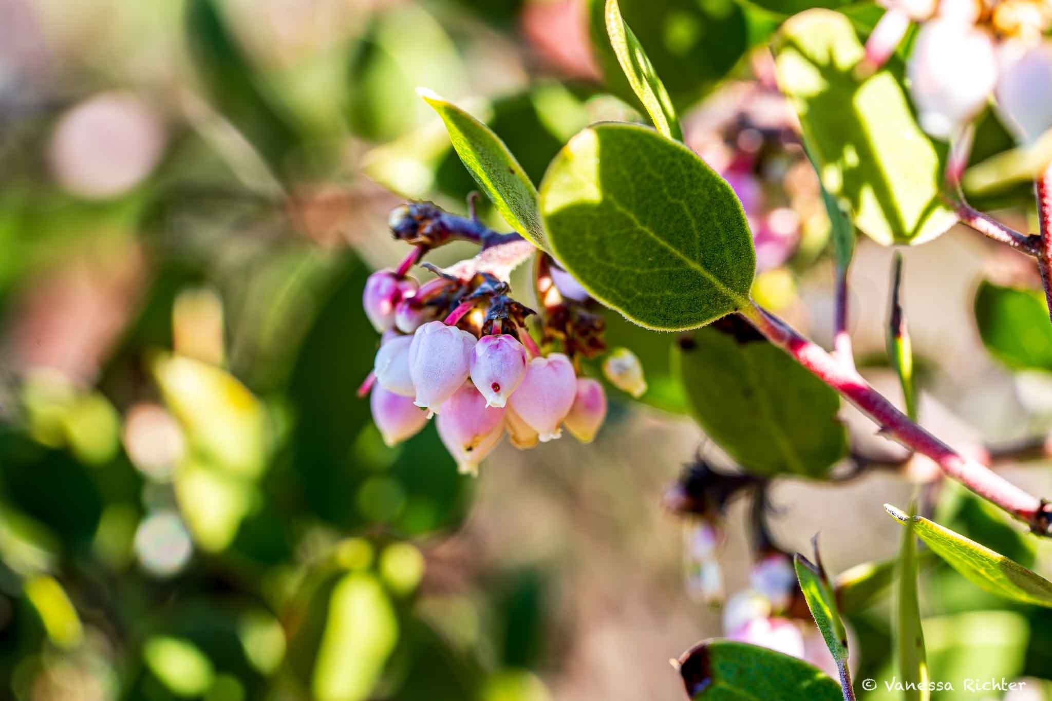 Close-up of a white and pink manzanita flower.