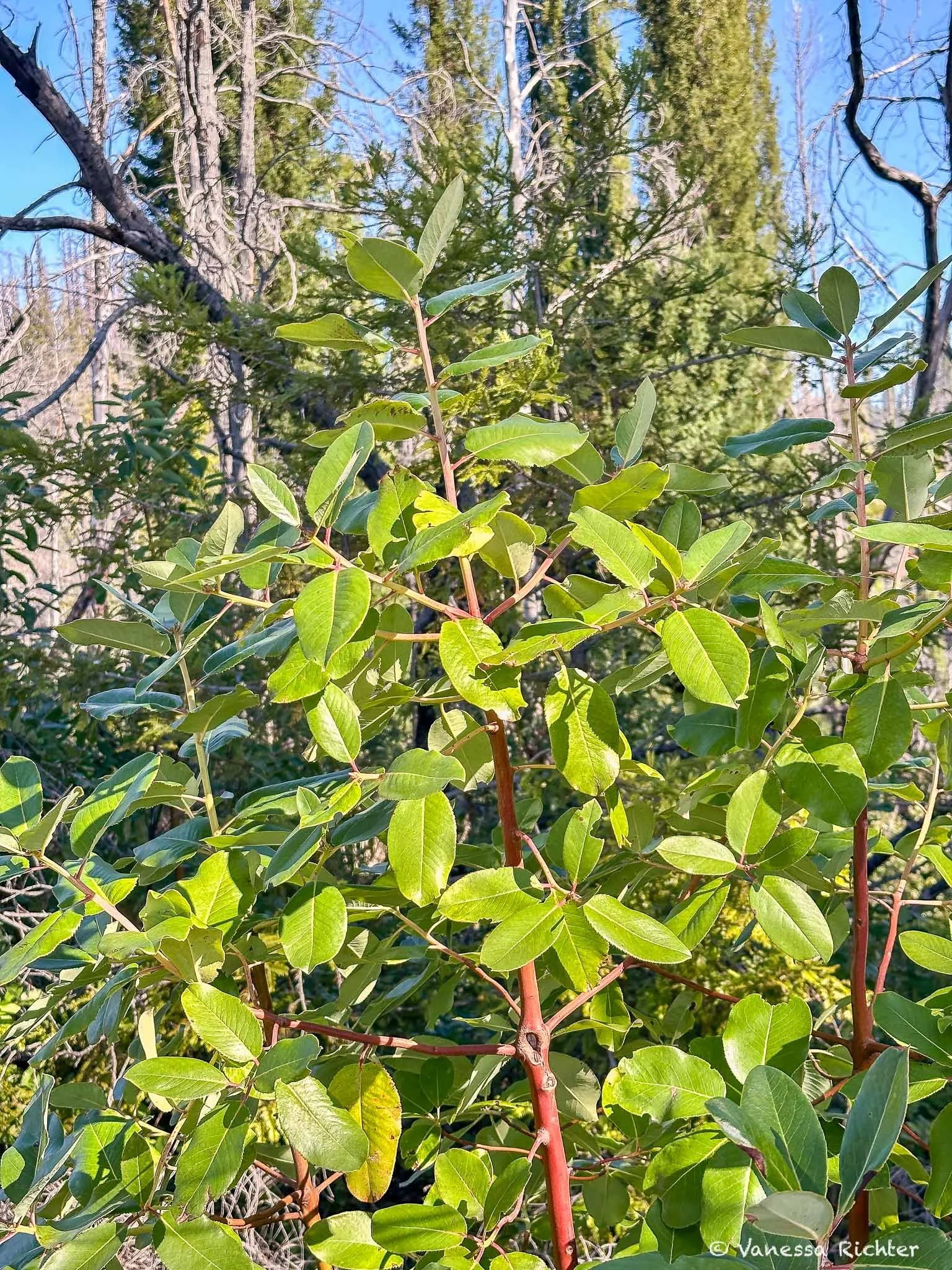 A young Pacific madrone showed off its red stems and healthy, light green leaves.