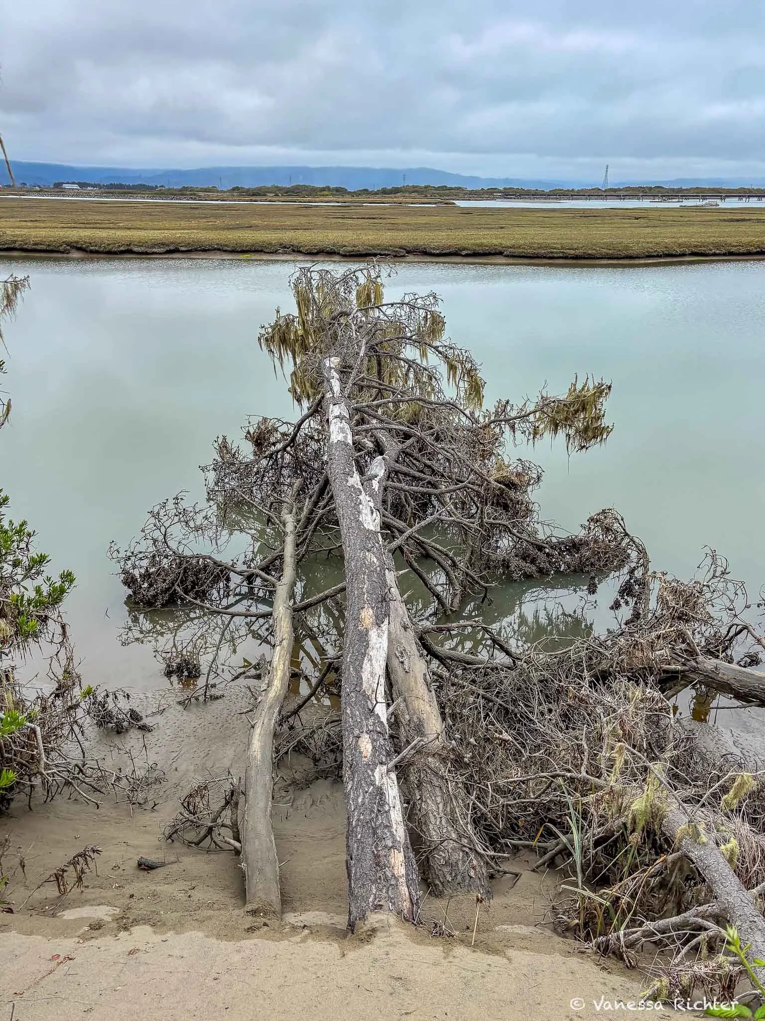 The dunes being swallowed from below: dead trees in tidal water at the marsh's edge.