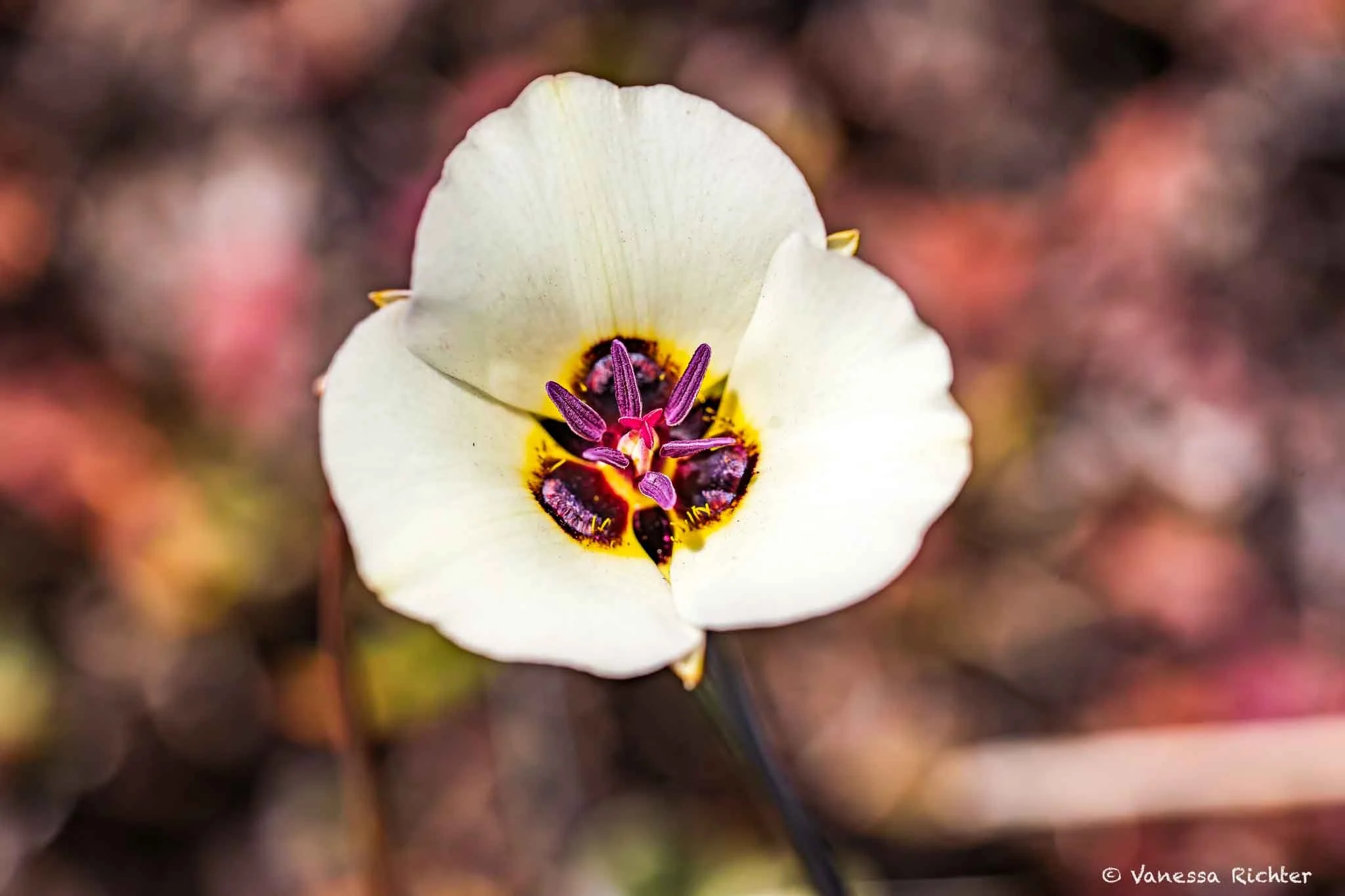 Close-up of a Pinyon Mariposa Lily (Calochortus monophyllus) showing white petals with deep purple anthers, pink stamen and yellow and purple accents at the center