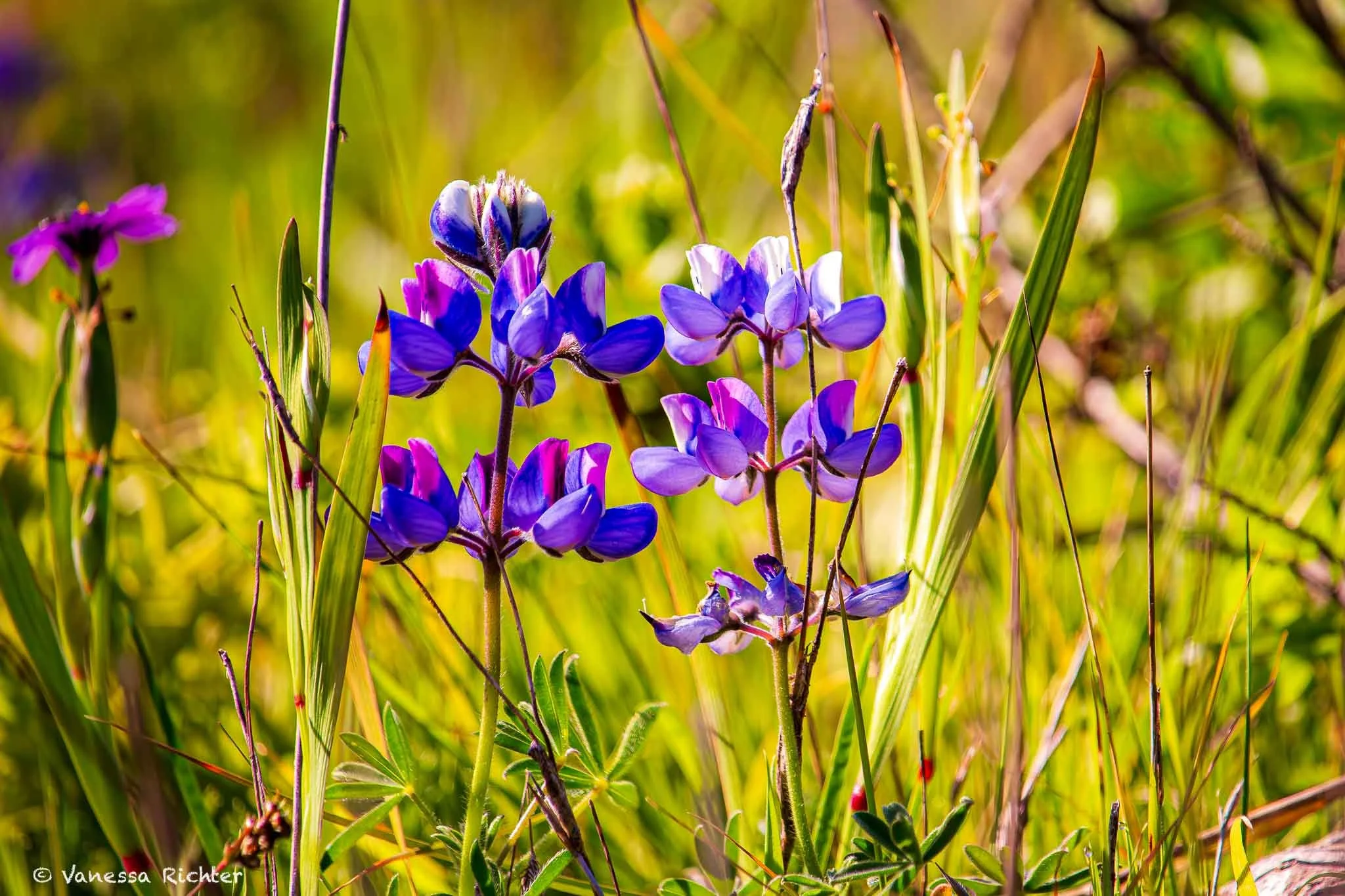 Lupines grow amidst the grassy areas along the trail up to the bluffs at Mori Point.