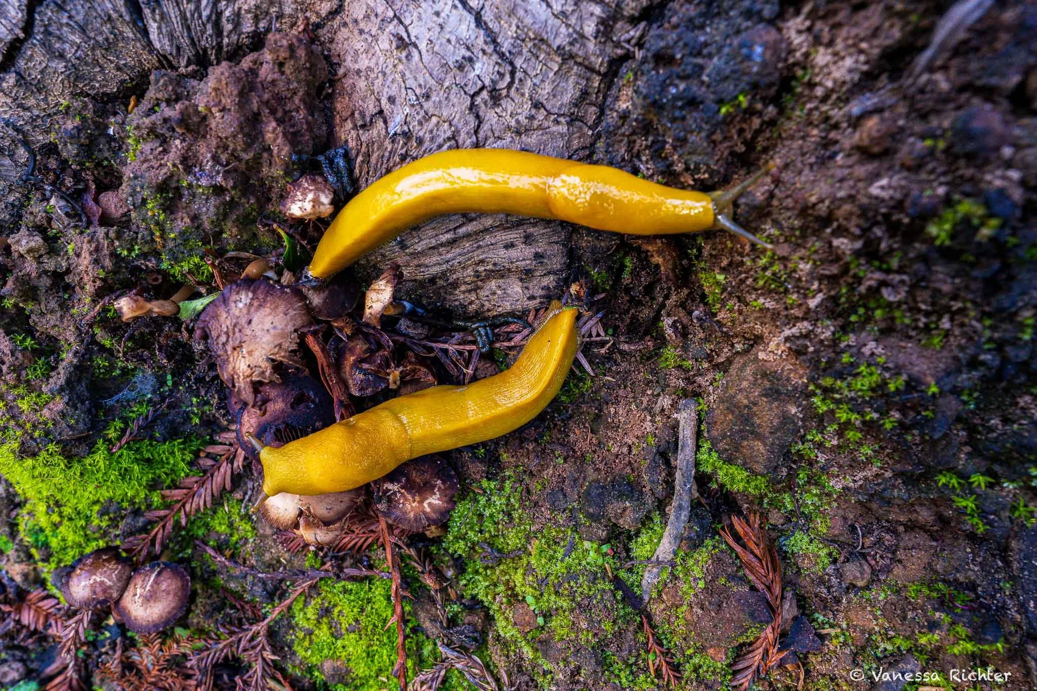 Banana slugs thrive in moisture, and on this damp morning they were everywhere.