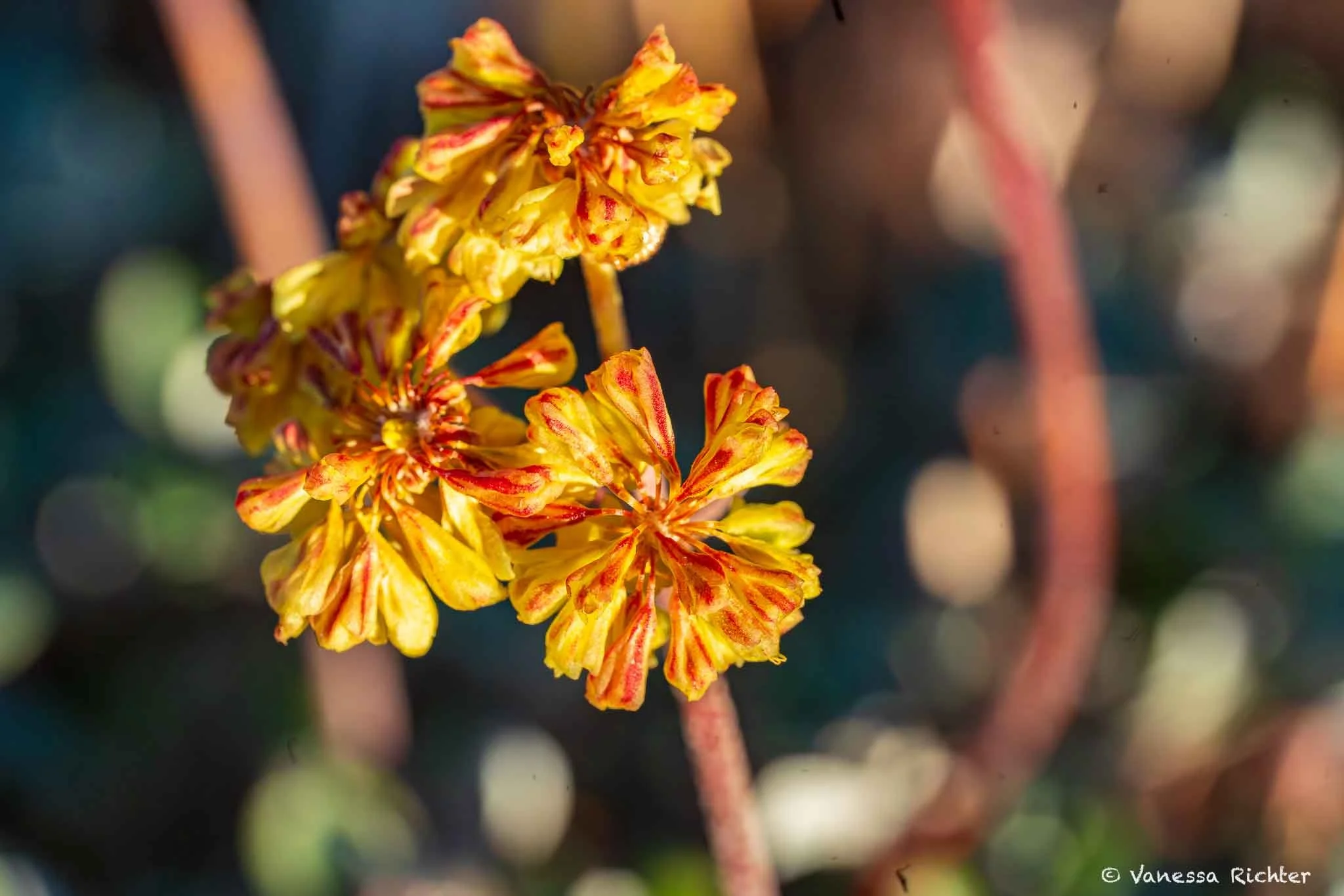 Close-up of sulfur buckwheat (Eriogonum umbellatum) flower heads on Cinder Cone in Lassen Volcanic National Park, their tight clusters of yellow blooms speckled with red.