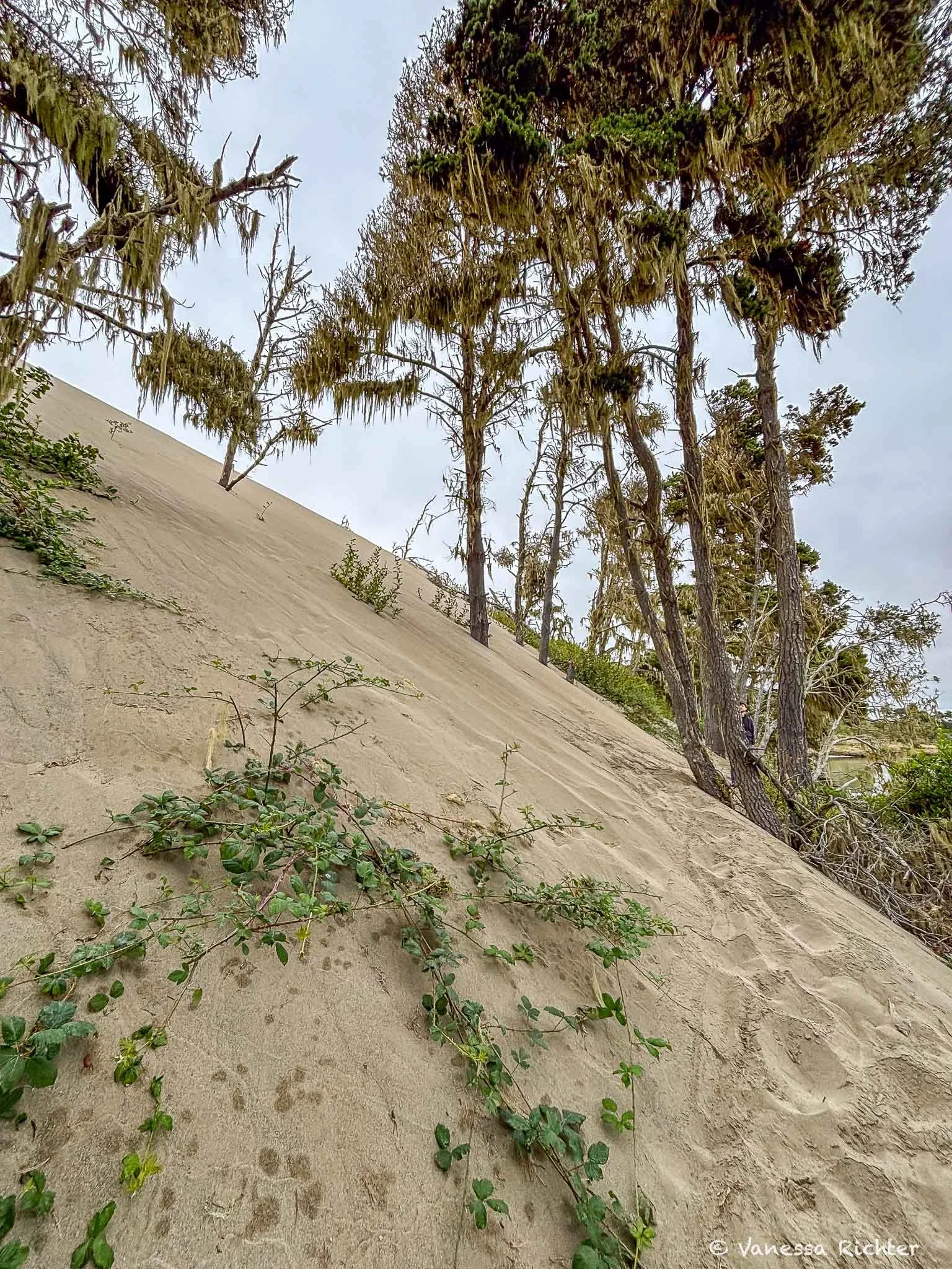 Pines cling to the crest of a migrating dune at the Ma-le'l Dunes..