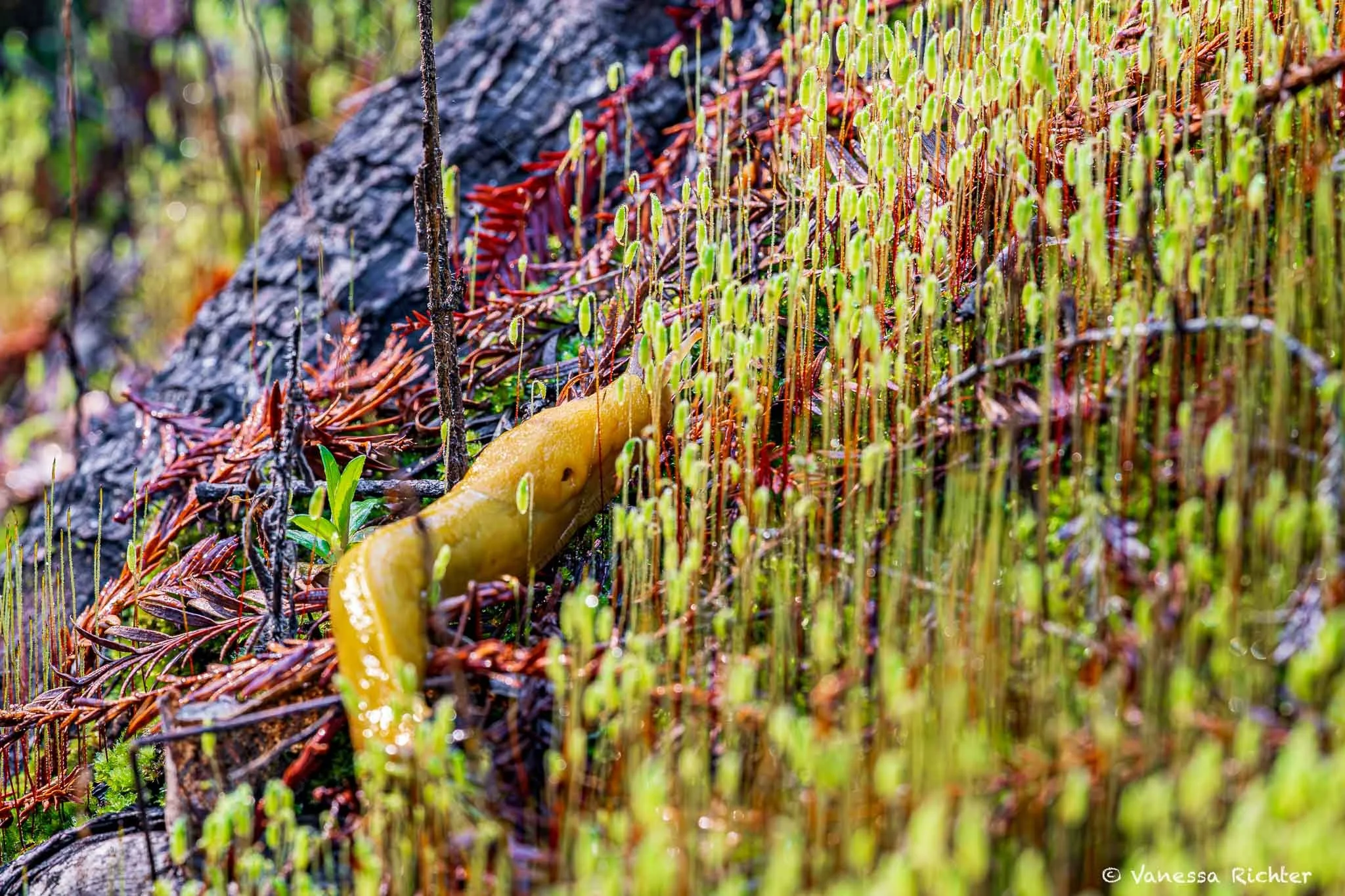A banana slug is making its way across the damp forest floor.