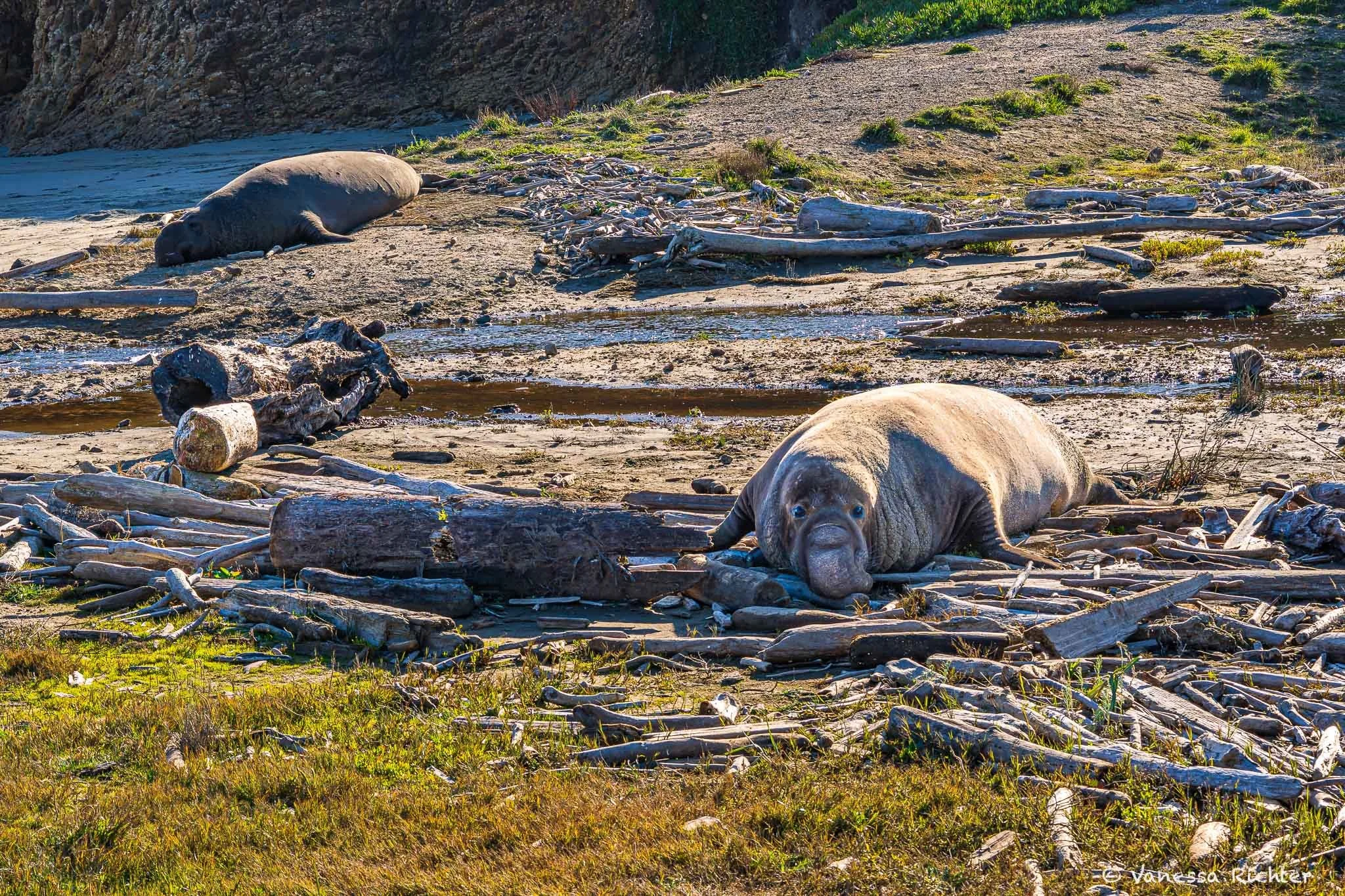 Adult male northern elephant seal resting on Drakes beach at Point Reyes surrounded by drift wood. Another male seal in the background.