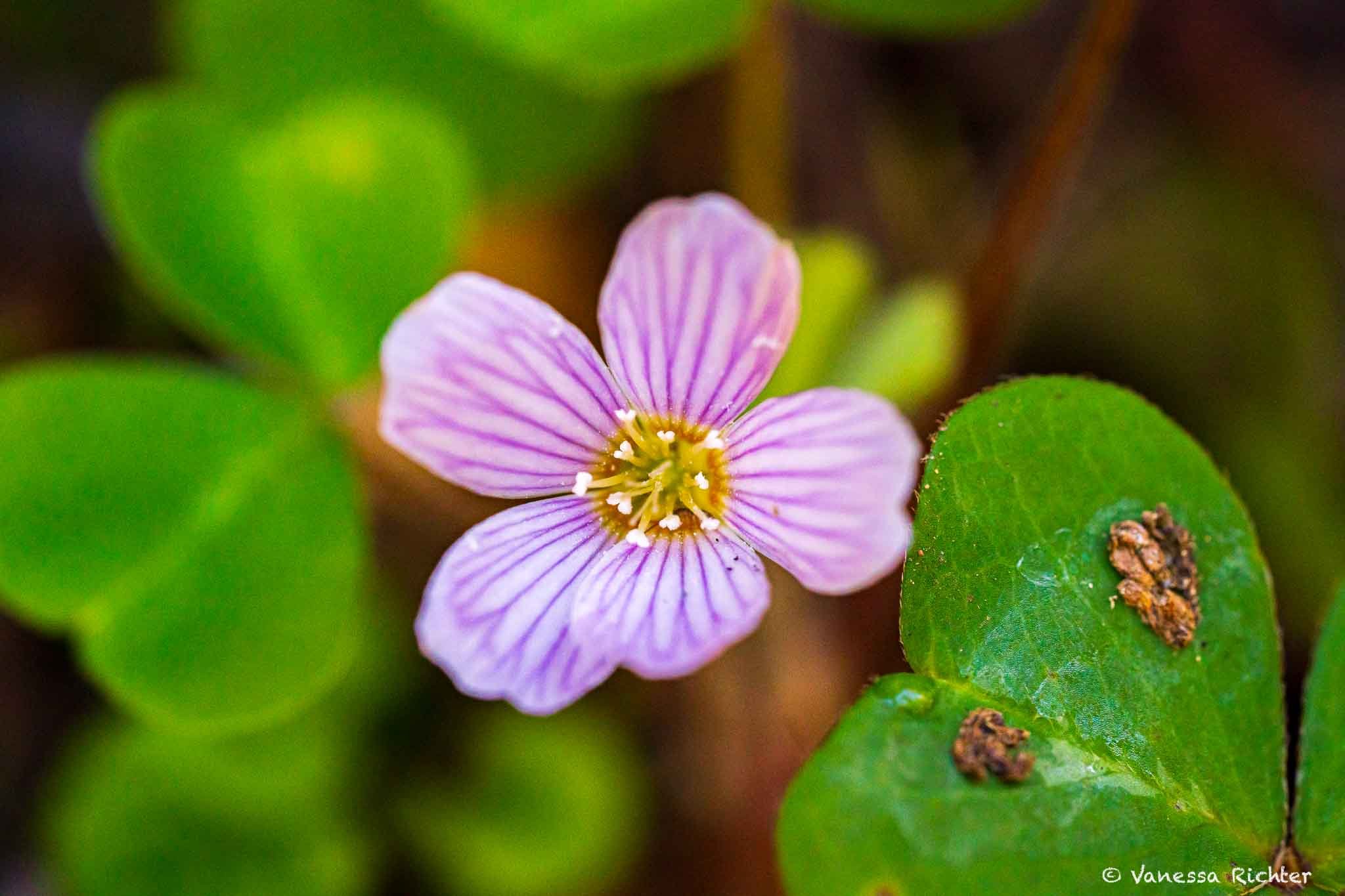 A redwood sorrel flower, blooming on the forest floor. 