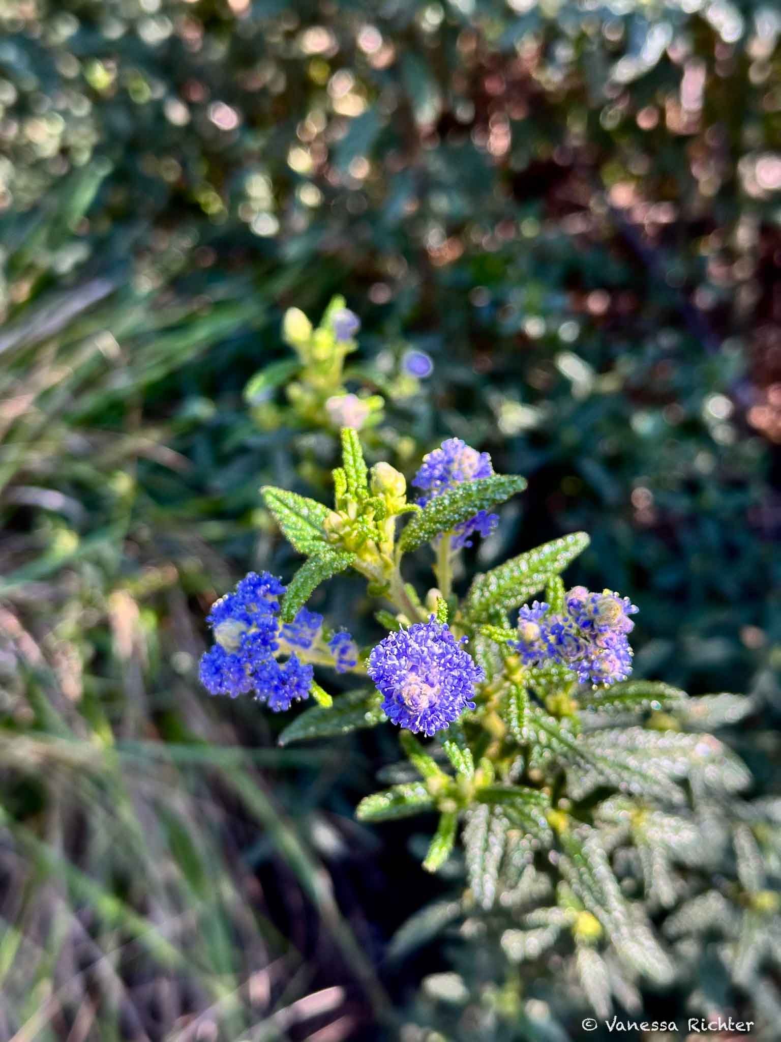 Close-up of several Ceanothus Thyrsiflorus (blueblossom) flower heads and young leaves.