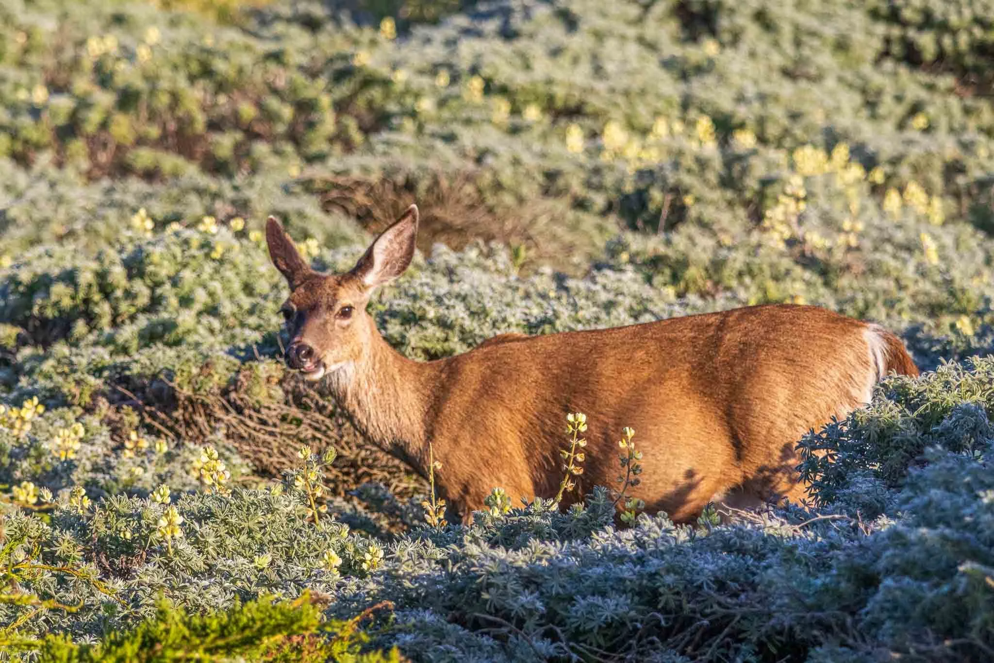 A deer stands in the midst of yellow lupine bushes.